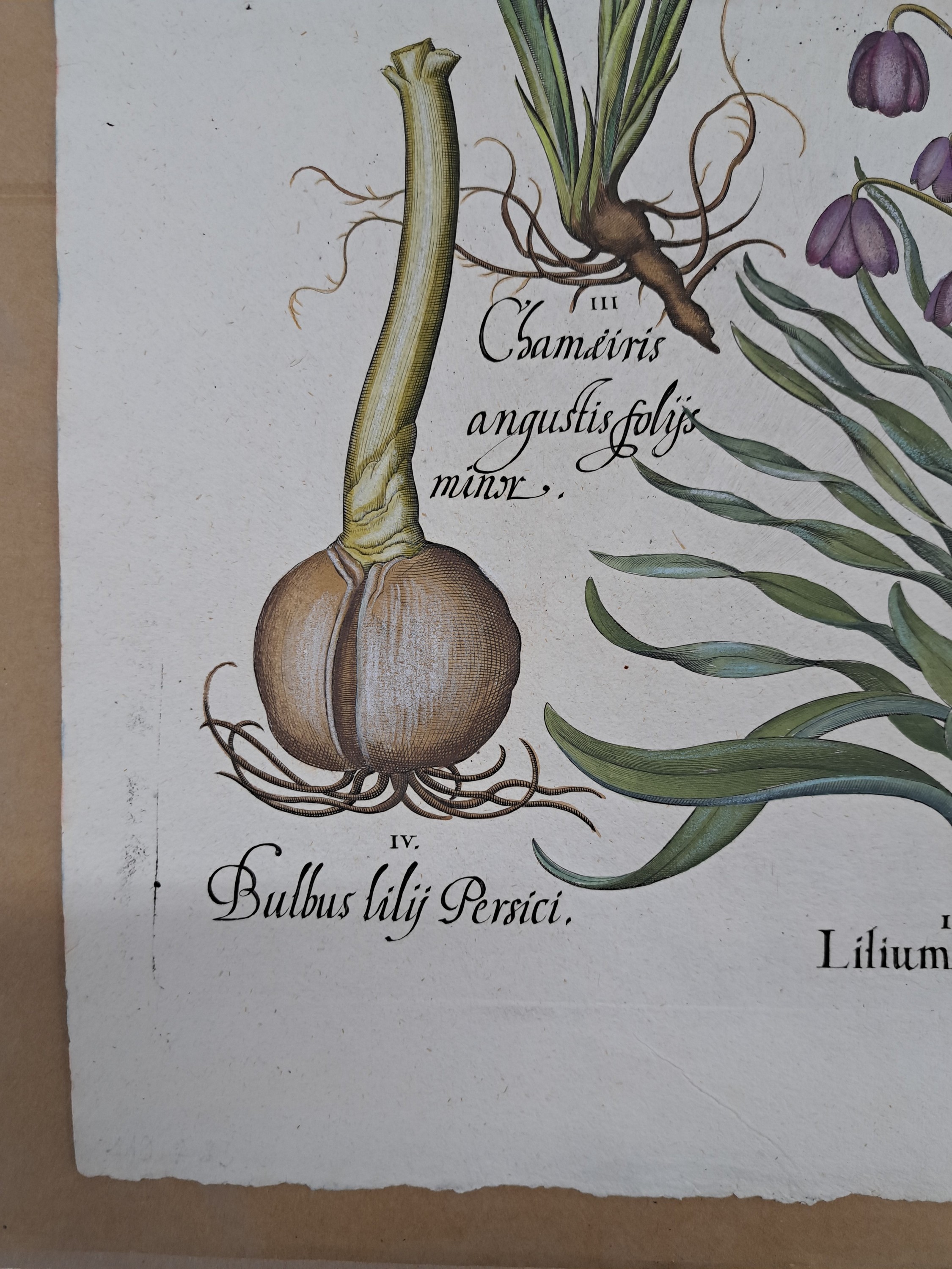 Detail b: 4 Kupferstiche aus Hortus Eystettensis, Basilius Besler, 1561-1629, Camaeiris angustis solis-bulbus lily persici-lilium persicum-Iris tuberosa; ...