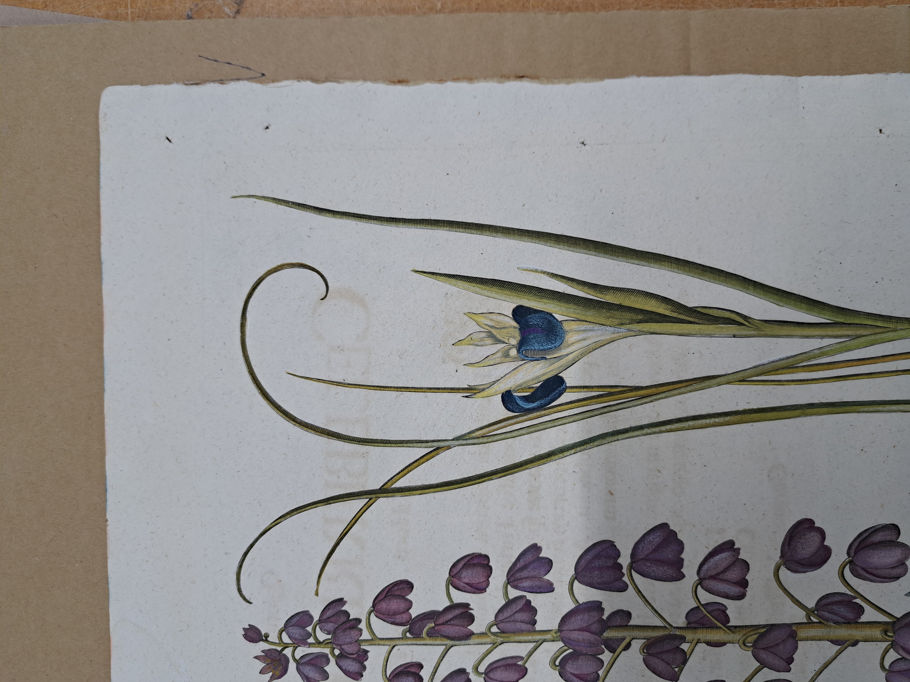 Detail c: 4 Kupferstiche aus Hortus Eystettensis, Basilius Besler, 1561-1629, Camaeiris angustis solis-bulbus lily persici-lilium persicum-Iris tuberosa; ...