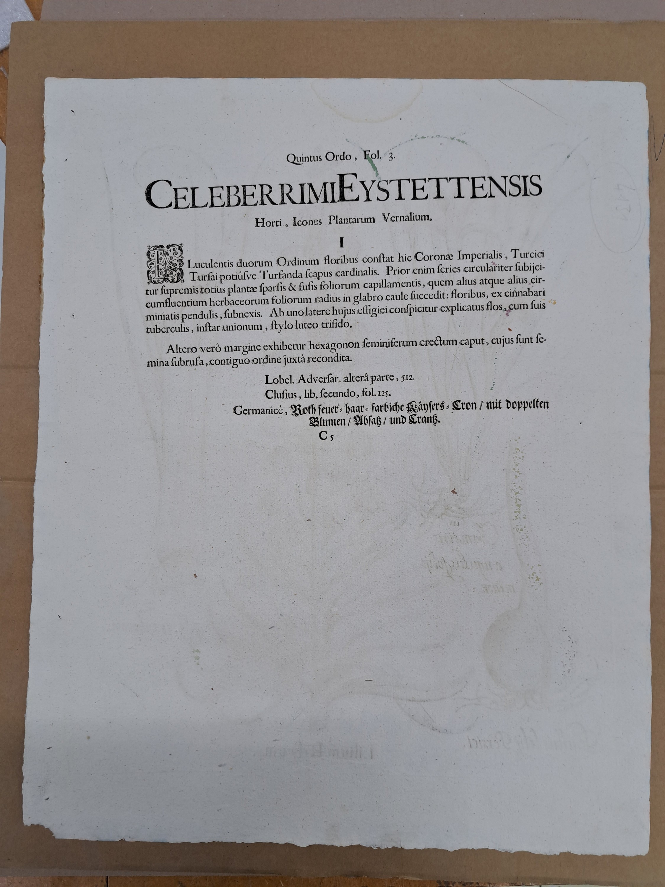 Detail d: 4 Kupferstiche aus Hortus Eystettensis, Basilius Besler, 1561-1629, Camaeiris angustis solis-bulbus lily persici-lilium persicum-Iris tuberosa; ...