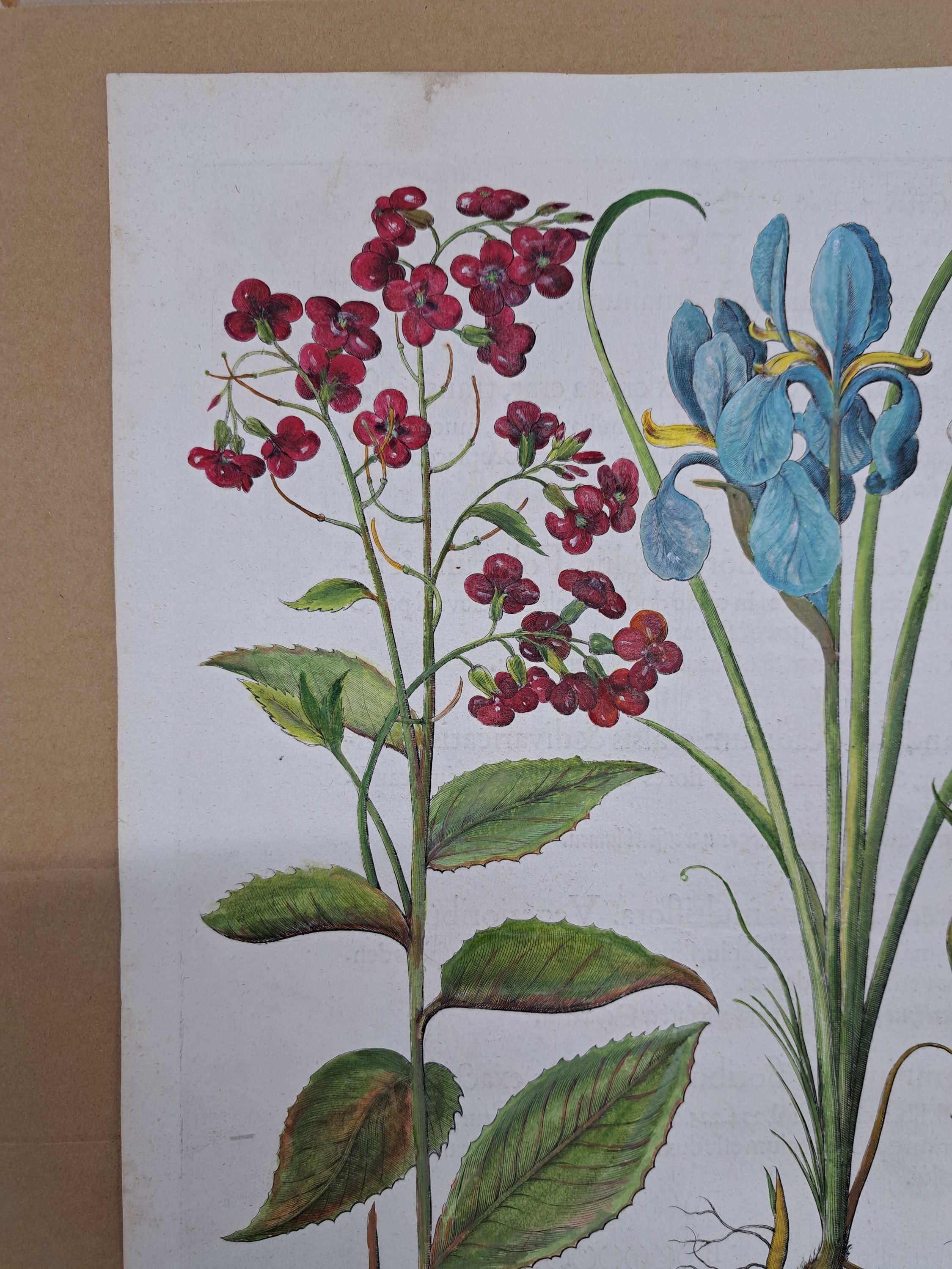 Detail e: 4 Kupferstiche aus Hortus Eystettensis, Basilius Besler, 1561-1629, Camaeiris angustis solis-bulbus lily persici-lilium persicum-Iris tuberosa; ...