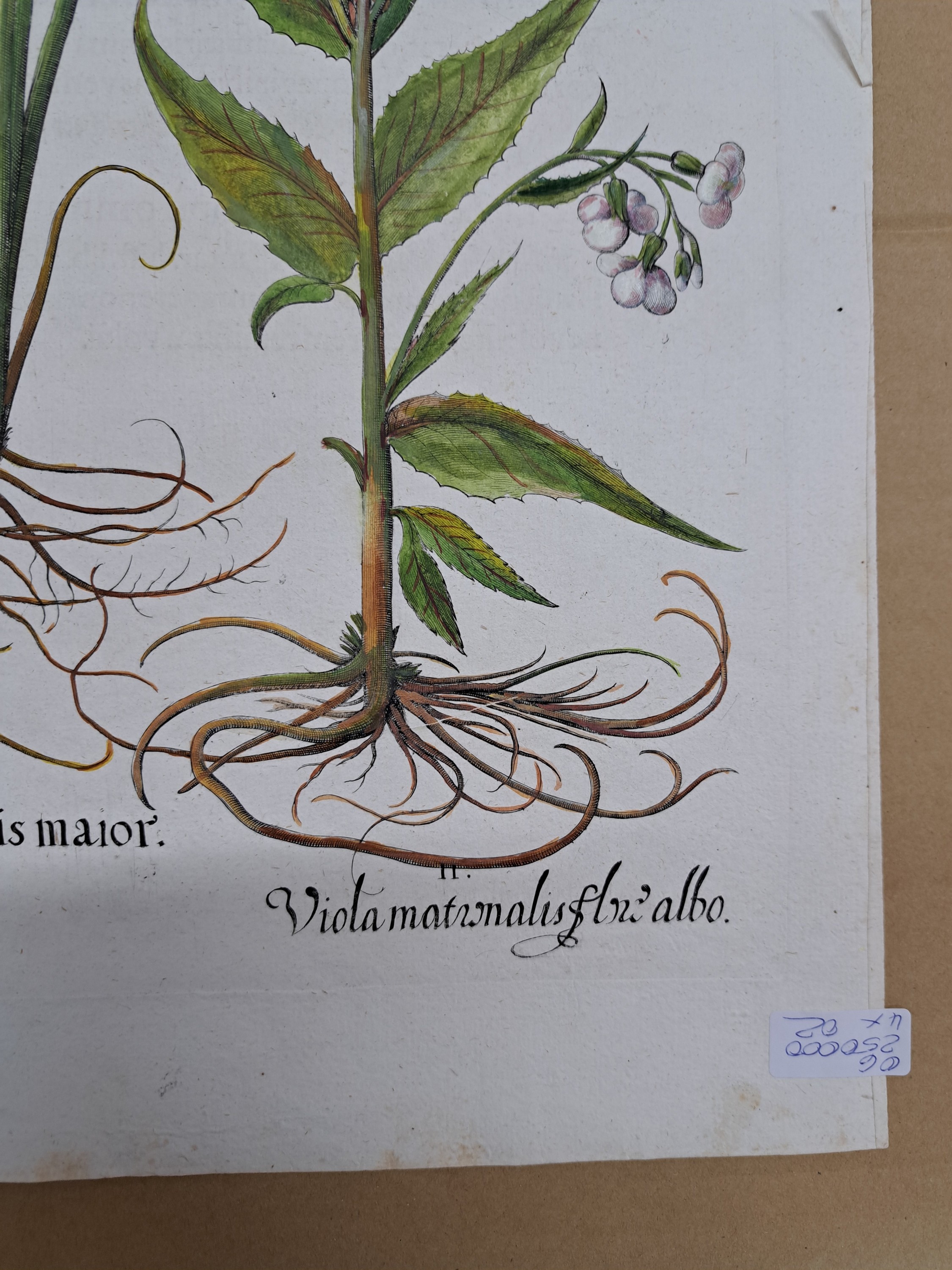 Detail g: 4 Kupferstiche aus Hortus Eystettensis, Basilius Besler, 1561-1629, Camaeiris angustis solis-bulbus lily persici-lilium persicum-Iris tuberosa; ...