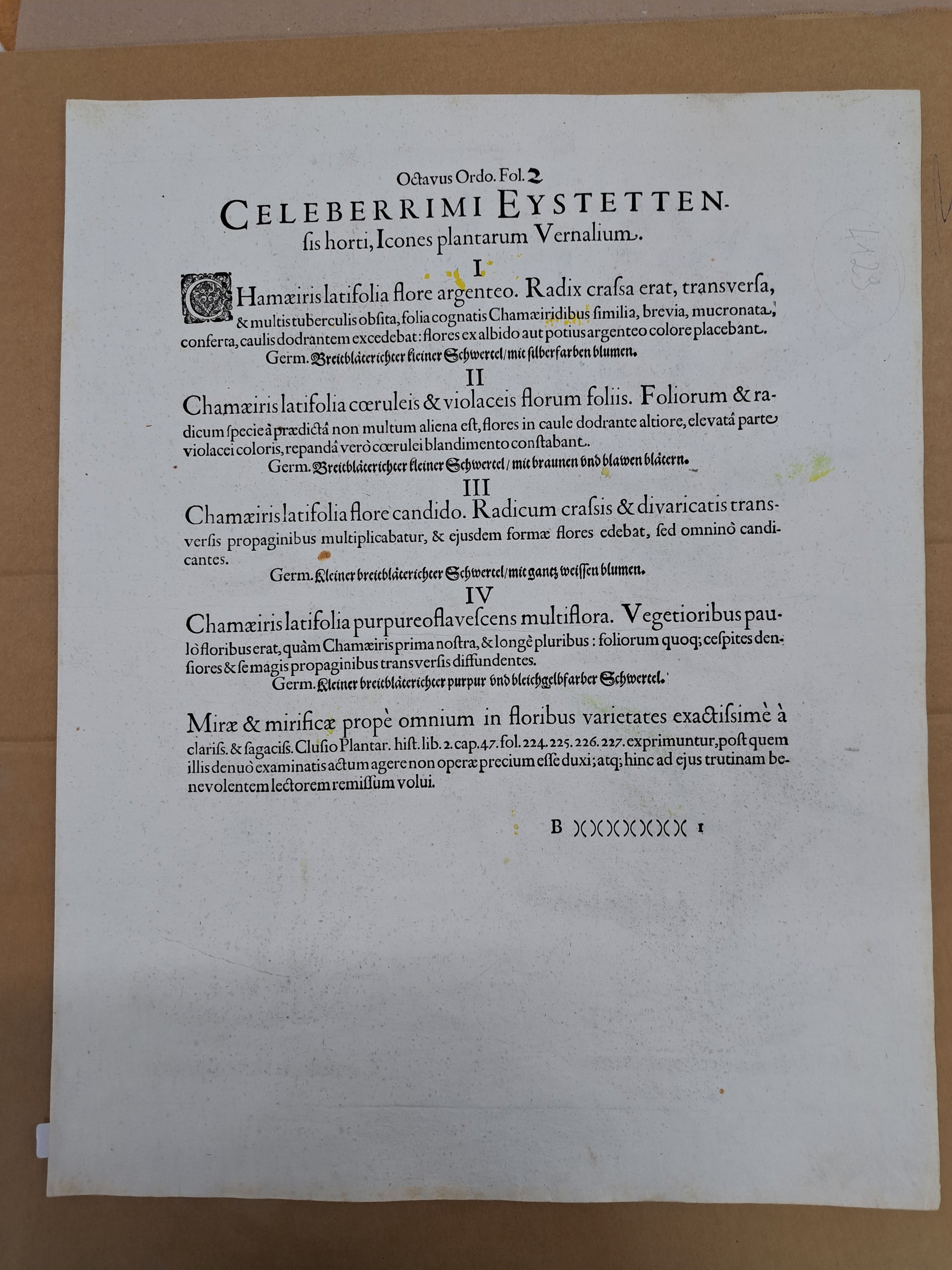 Detail h: 4 Kupferstiche aus Hortus Eystettensis, Basilius Besler, 1561-1629, Camaeiris angustis solis-bulbus lily persici-lilium persicum-Iris tuberosa; ...