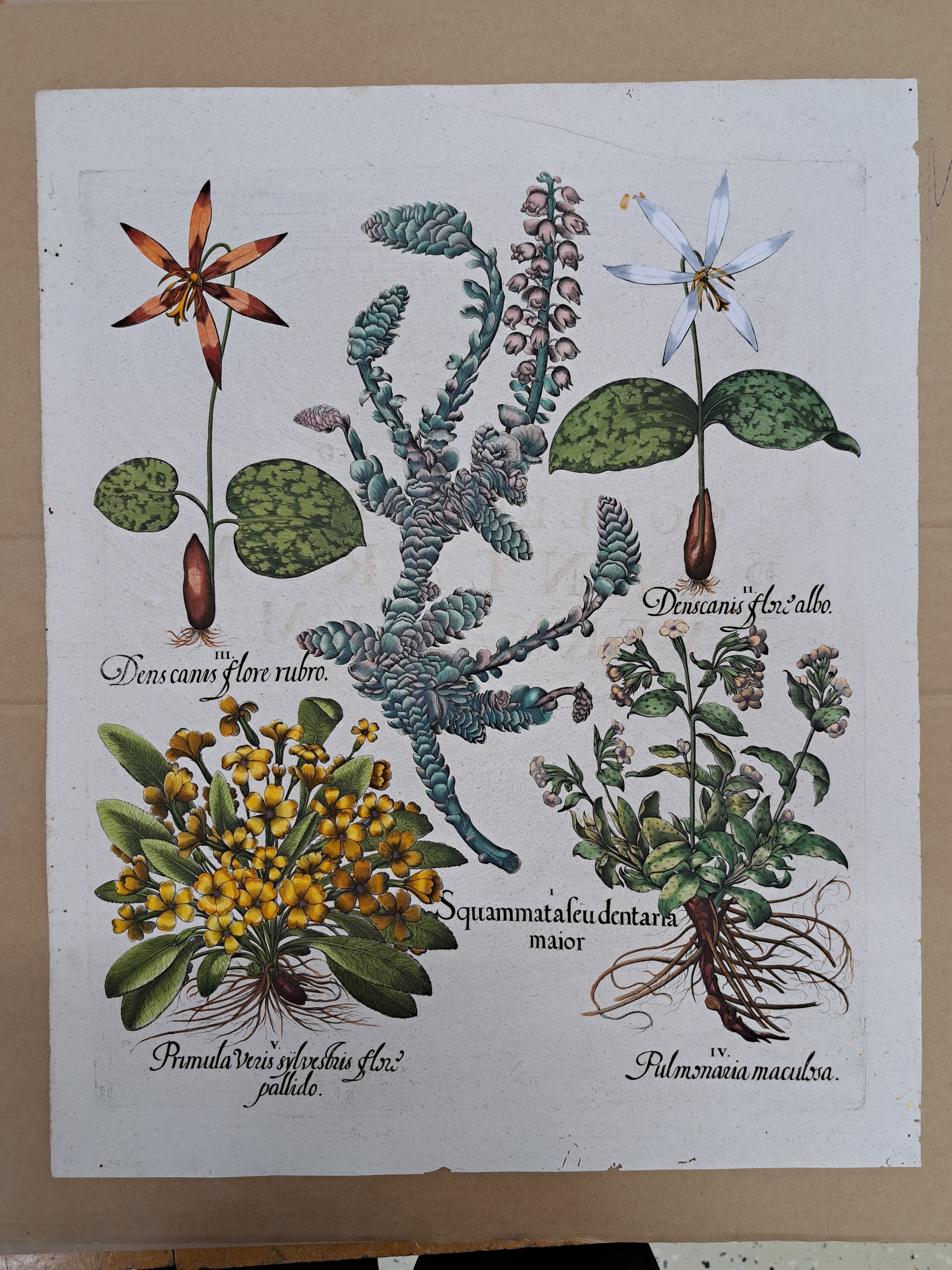 Detail i: 4 Kupferstiche aus Hortus Eystettensis, Basilius Besler, 1561-1629, Camaeiris angustis solis-bulbus lily persici-lilium persicum-Iris tuberosa; ...