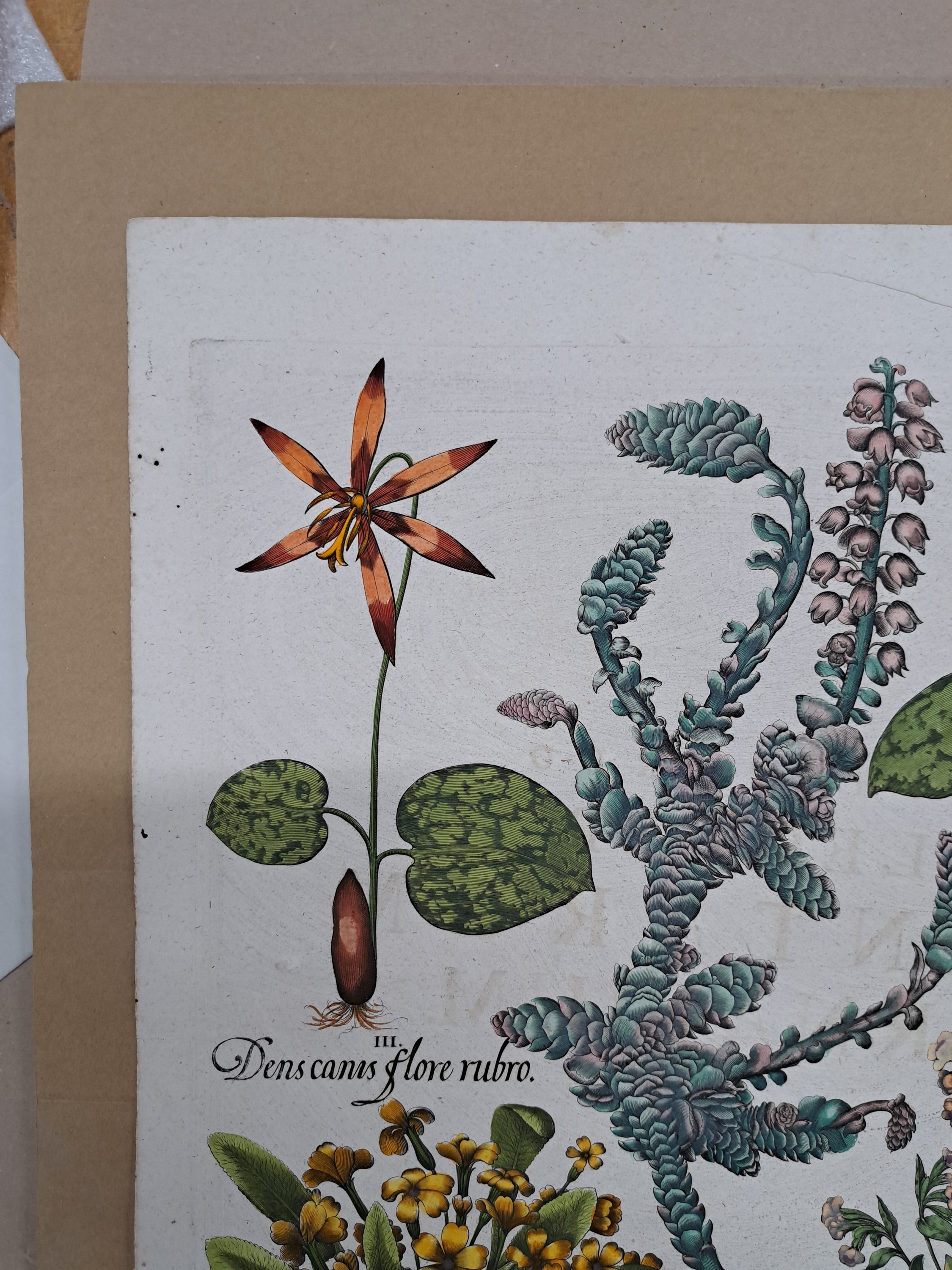 Detail j: 4 Kupferstiche aus Hortus Eystettensis, Basilius Besler, 1561-1629, Camaeiris angustis solis-bulbus lily persici-lilium persicum-Iris tuberosa; ...
