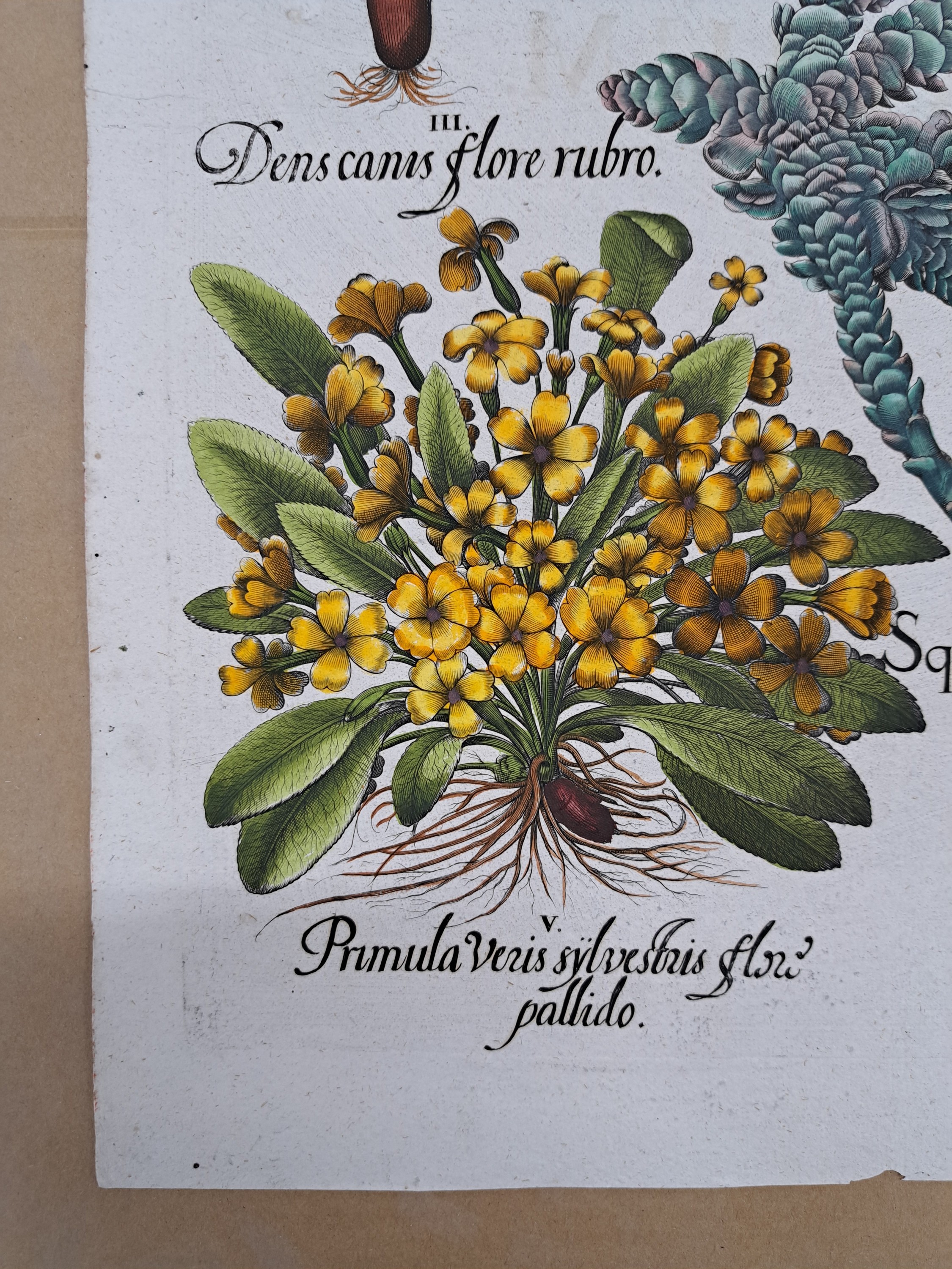 Detail l: 4 Kupferstiche aus Hortus Eystettensis, Basilius Besler, 1561-1629, Camaeiris angustis solis-bulbus lily persici-lilium persicum-Iris tuberosa; ...