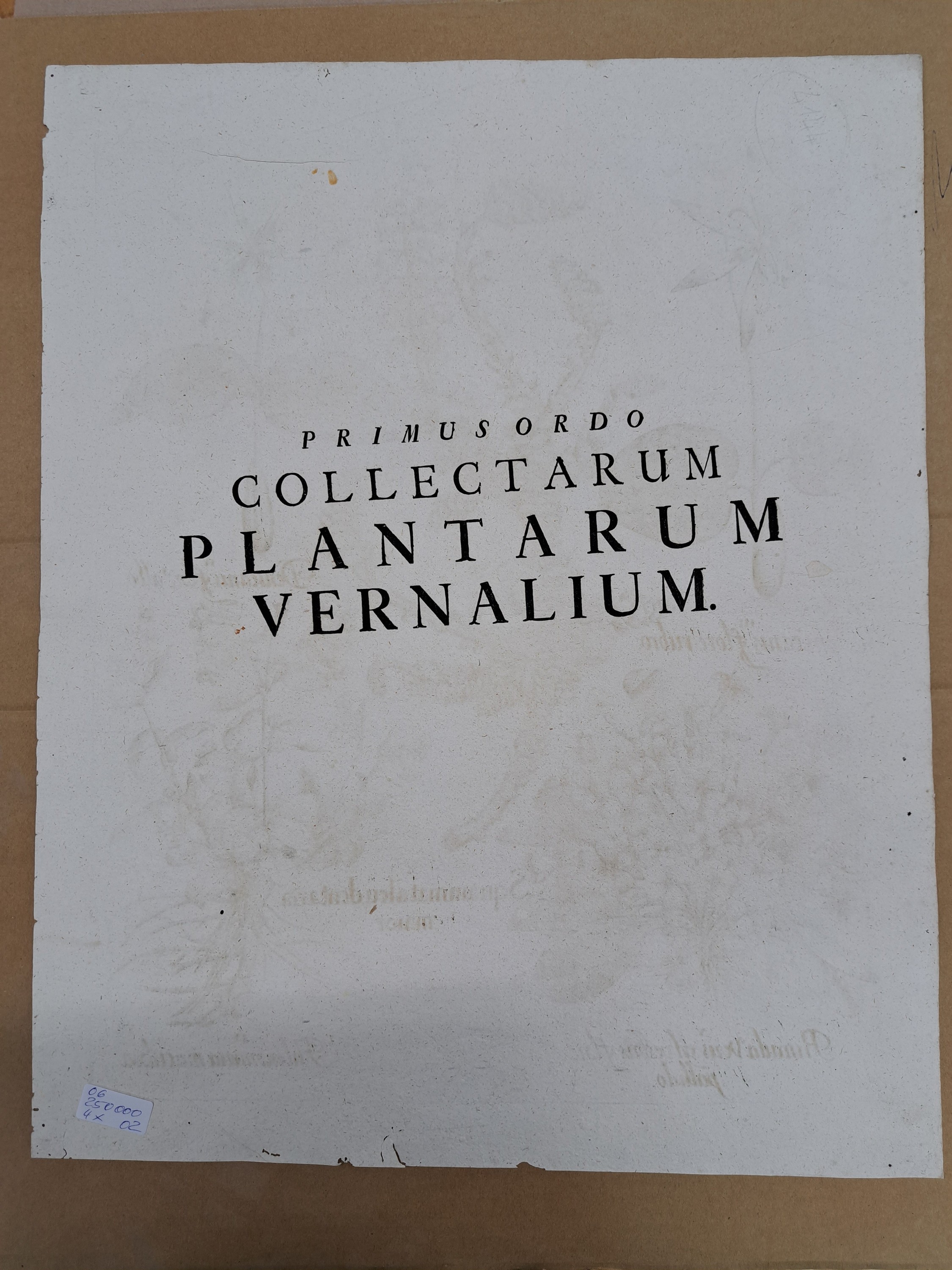 Detail m: 4 Kupferstiche aus Hortus Eystettensis, Basilius Besler, 1561-1629, Camaeiris angustis solis-bulbus lily persici-lilium persicum-Iris tuberosa; ...