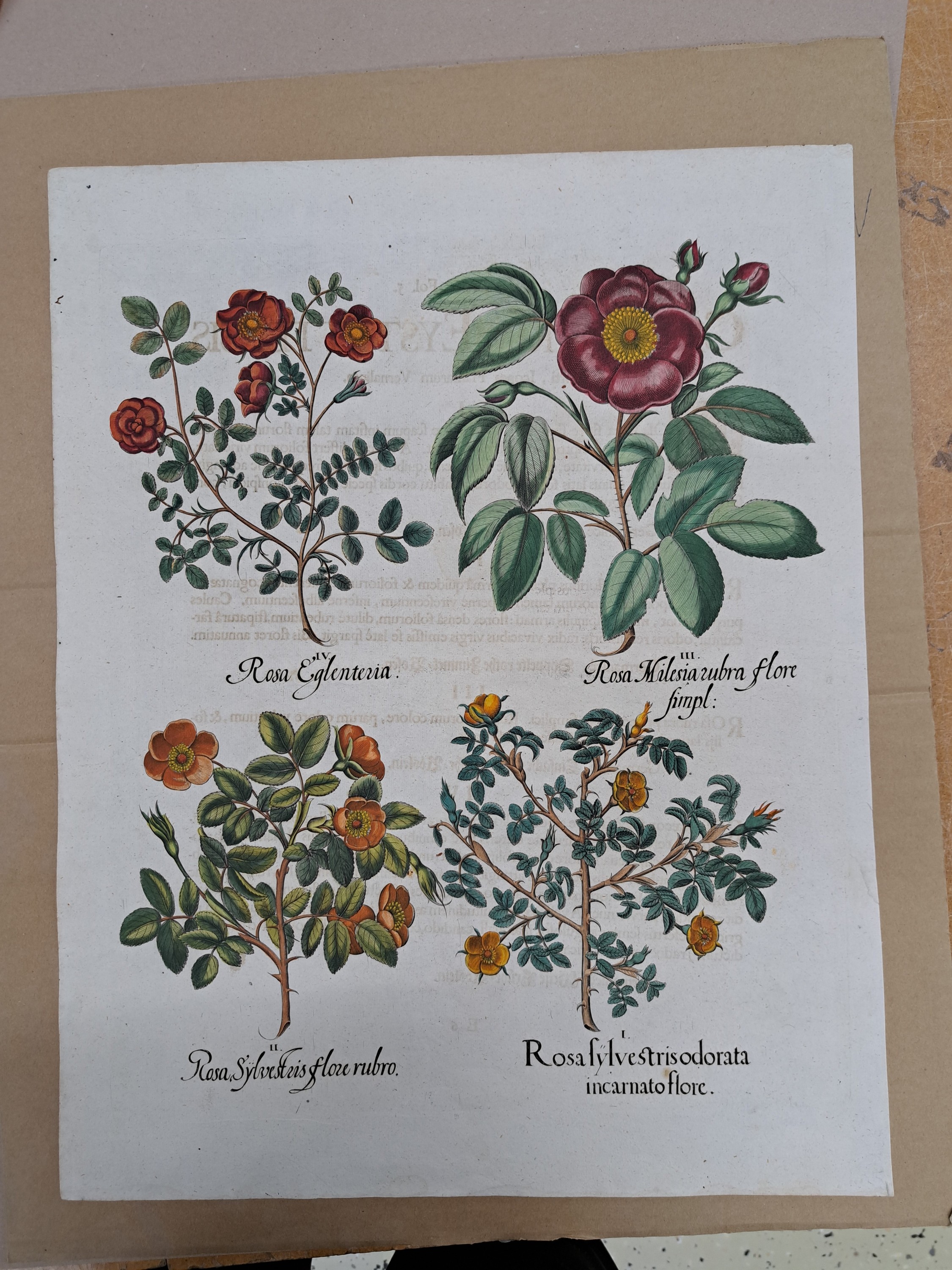 Detail n: 4 Kupferstiche aus Hortus Eystettensis, Basilius Besler, 1561-1629, Camaeiris angustis solis-bulbus lily persici-lilium persicum-Iris tuberosa; ...