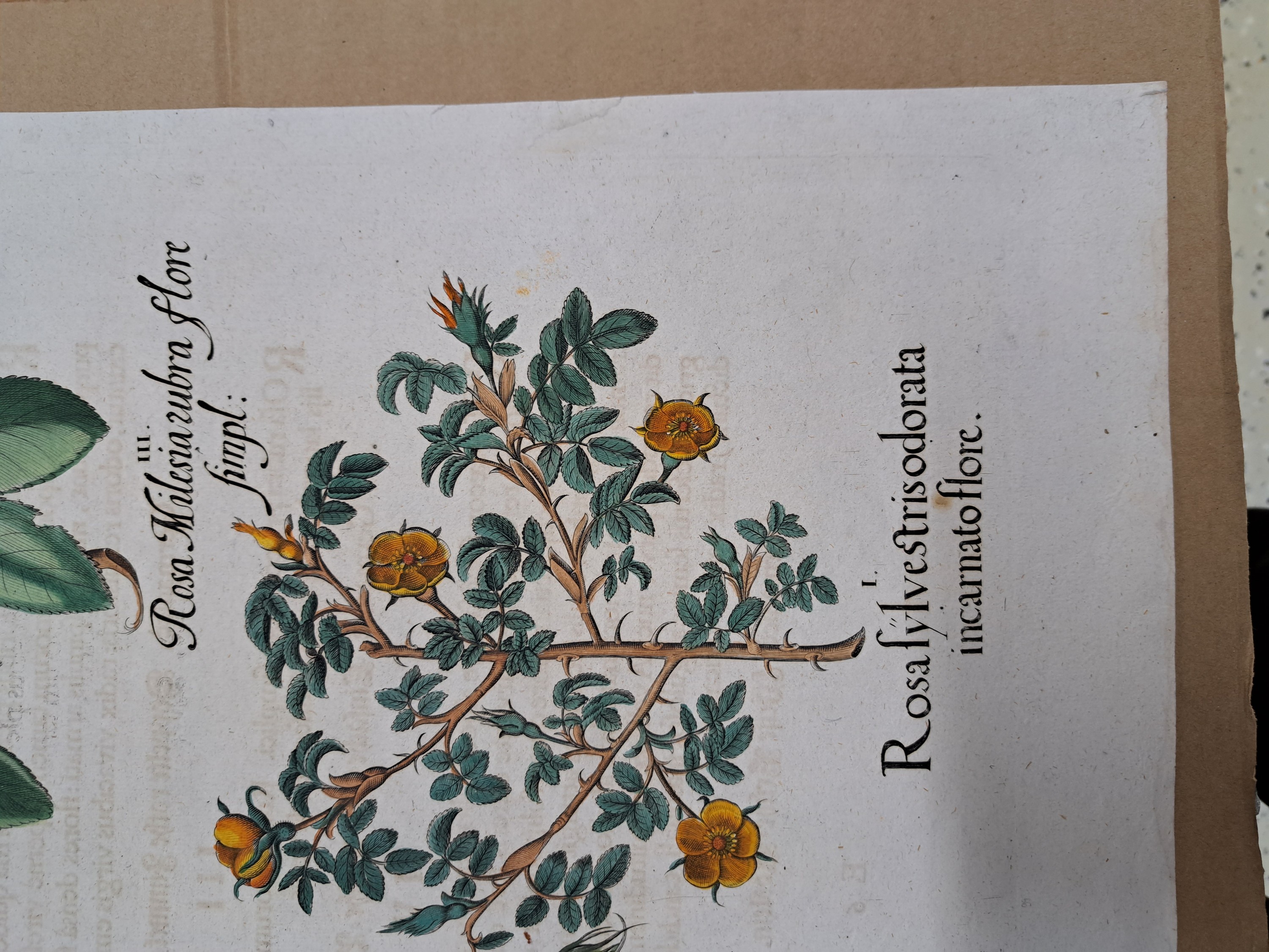 Detail o: 4 Kupferstiche aus Hortus Eystettensis, Basilius Besler, 1561-1629, Camaeiris angustis solis-bulbus lily persici-lilium persicum-Iris tuberosa; ...