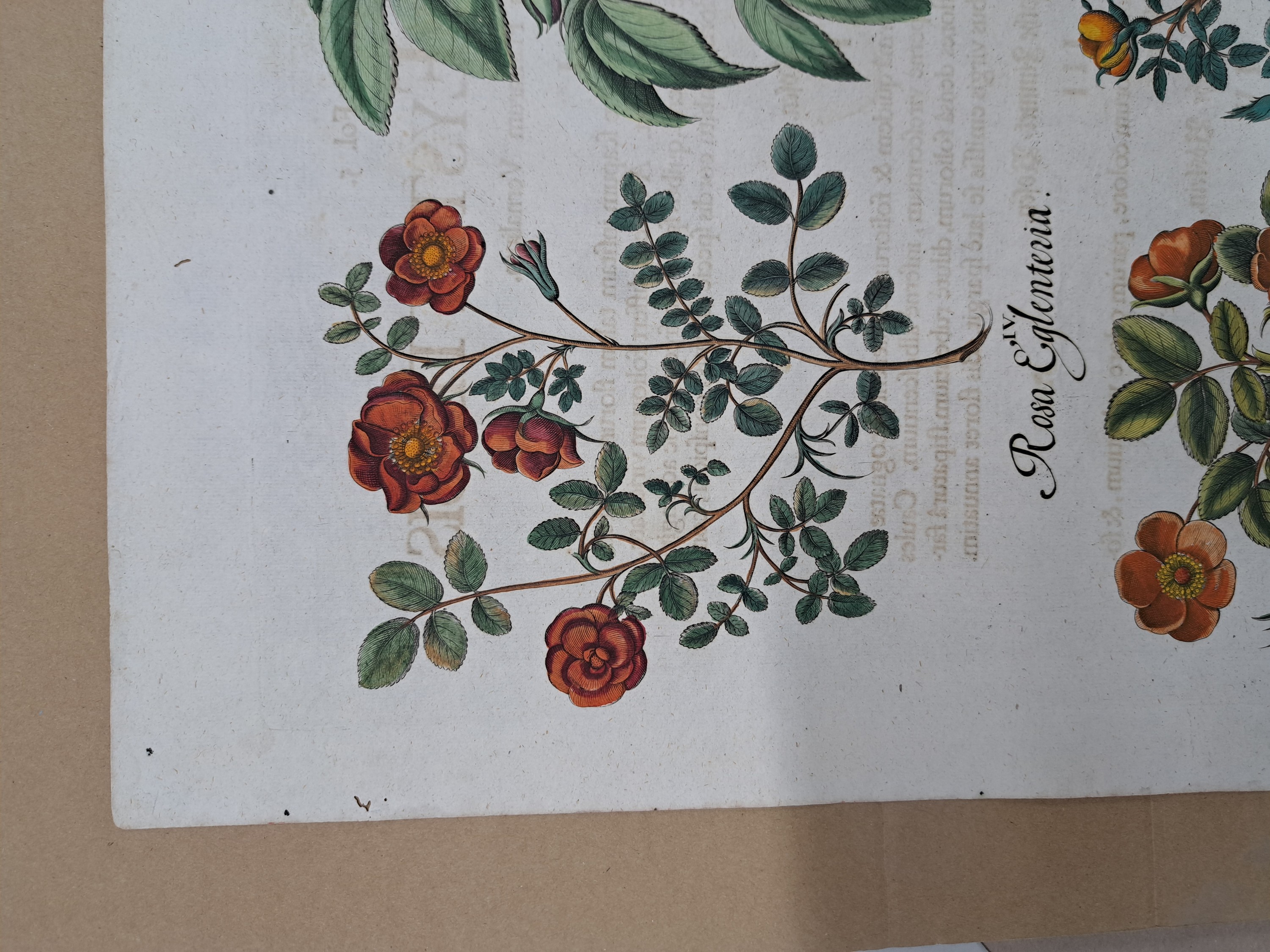 Detail p: 4 Kupferstiche aus Hortus Eystettensis, Basilius Besler, 1561-1629, Camaeiris angustis solis-bulbus lily persici-lilium persicum-Iris tuberosa; ...