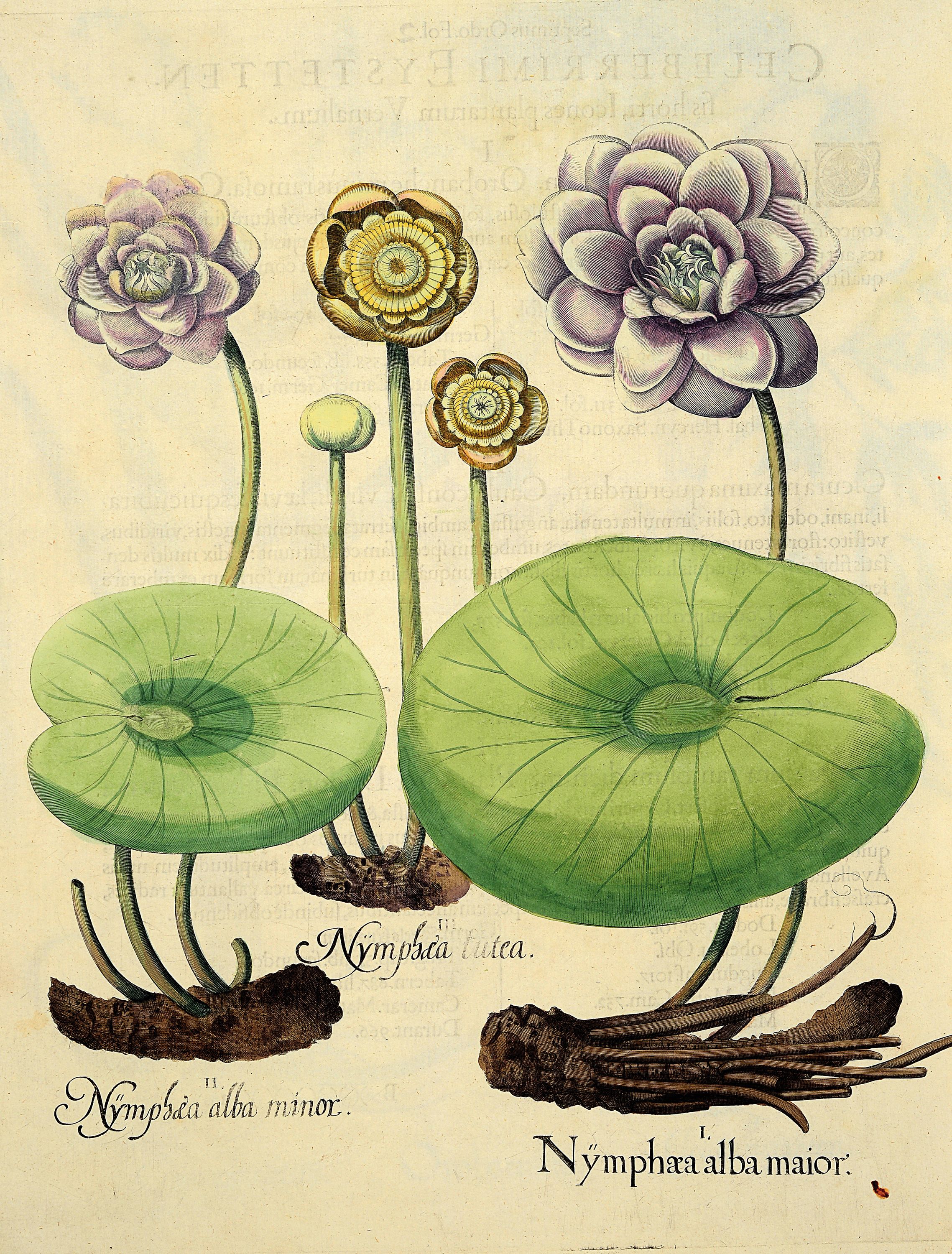 5 Kupferstiche aus Hortus Eystettensis, Basilius Besler, 1561-1629, viola marina repens-alcea syriaca-cotula foetida; lupinus sylvestris ...