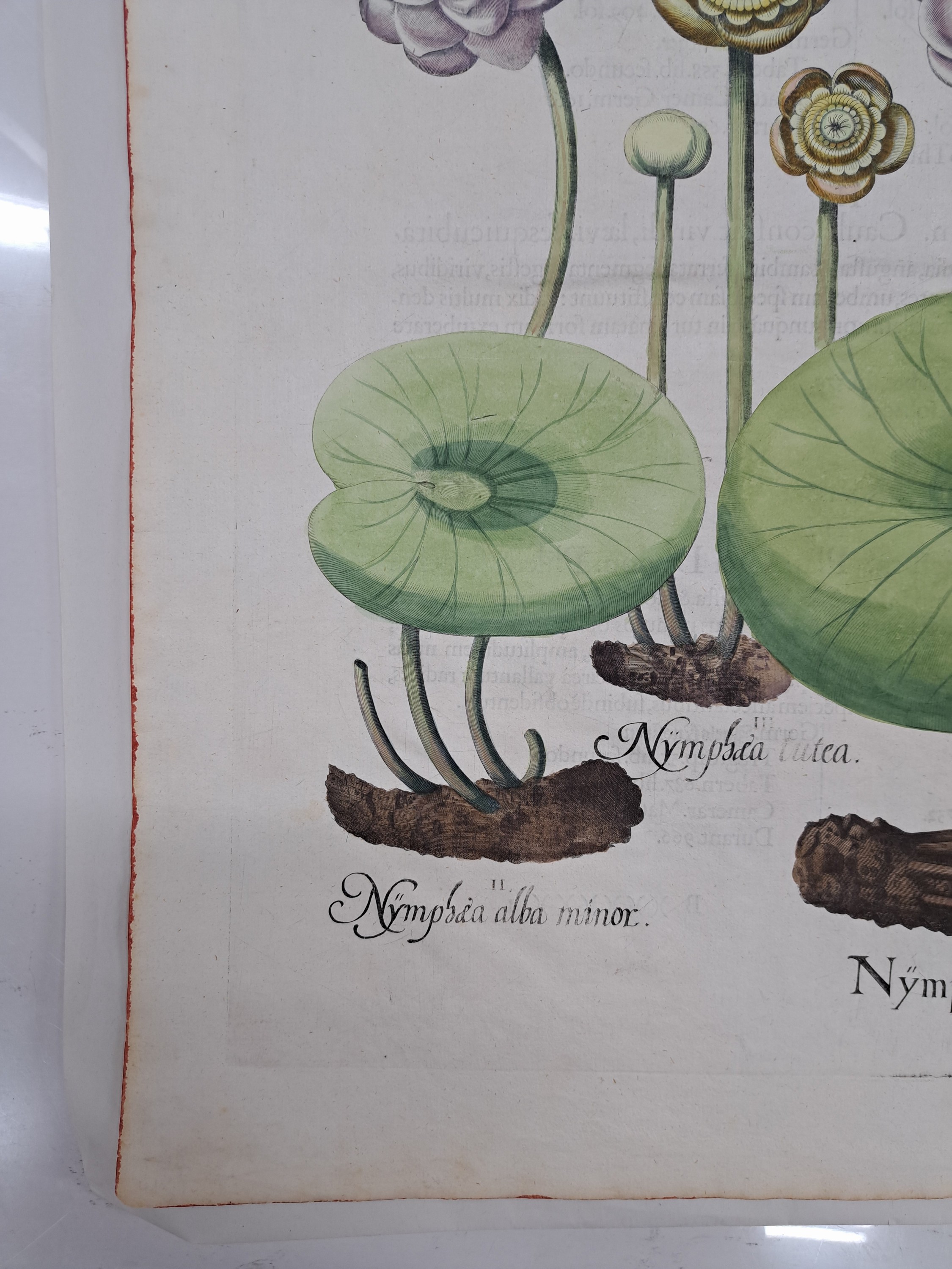 Detail a: 5 Kupferstiche aus Hortus Eystettensis, Basilius Besler, 1561-1629, viola marina repens-alcea syriaca-cotula foetida; lupinus sylvestris ...
