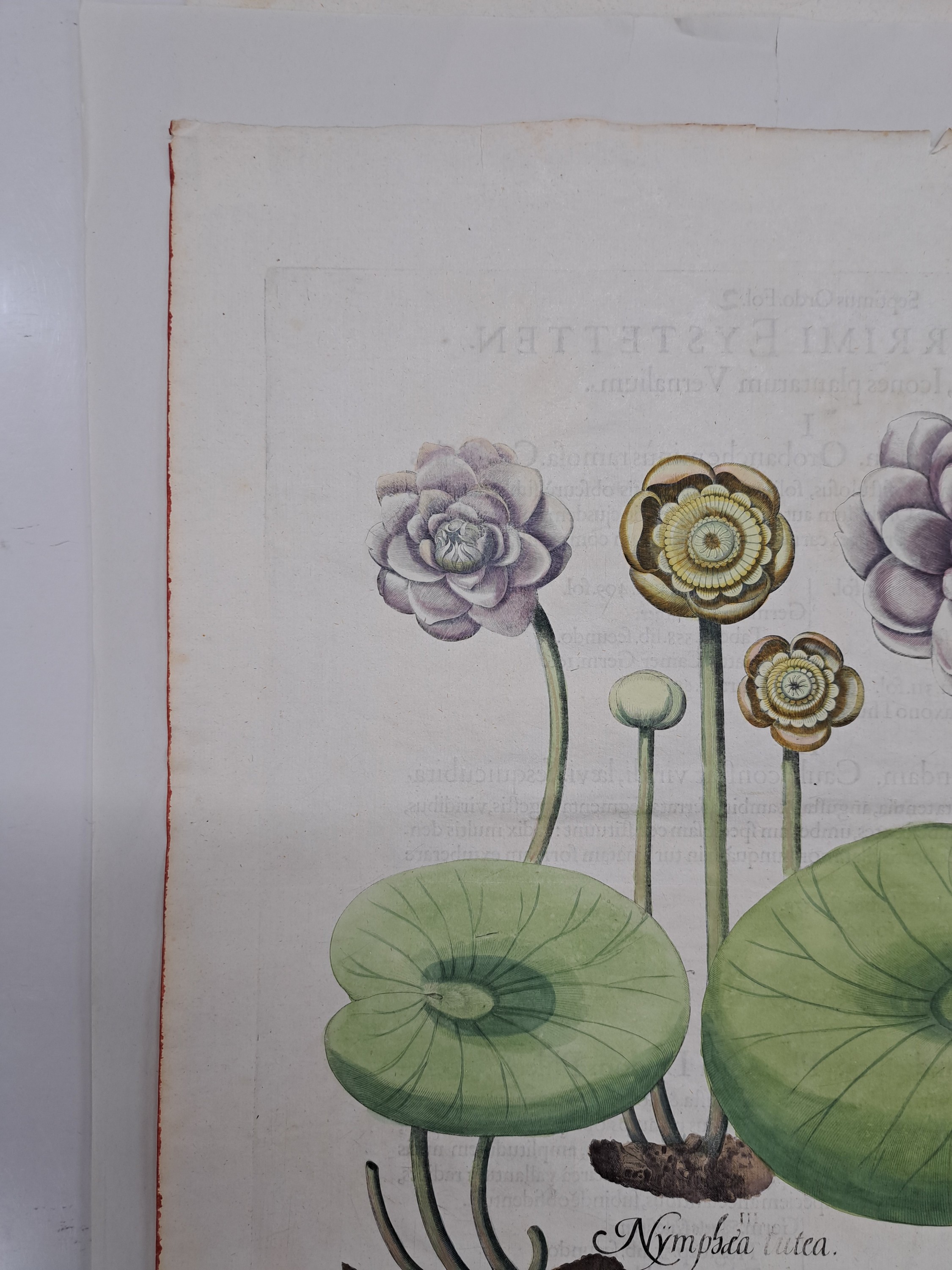 Detail b: 5 Kupferstiche aus Hortus Eystettensis, Basilius Besler, 1561-1629, viola marina repens-alcea syriaca-cotula foetida; lupinus sylvestris ...