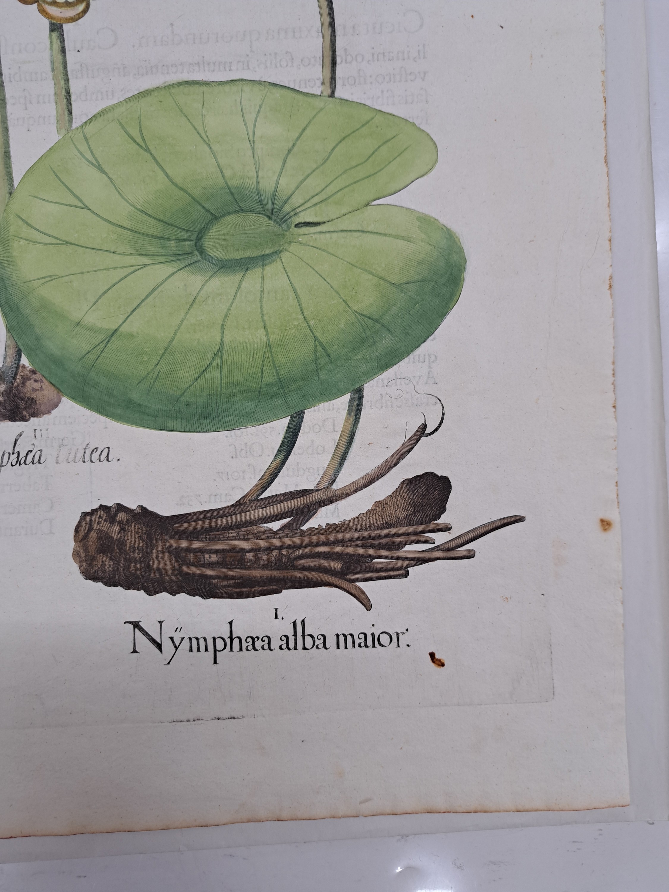 Detail d: 5 Kupferstiche aus Hortus Eystettensis, Basilius Besler, 1561-1629, viola marina repens-alcea syriaca-cotula foetida; lupinus sylvestris ...
