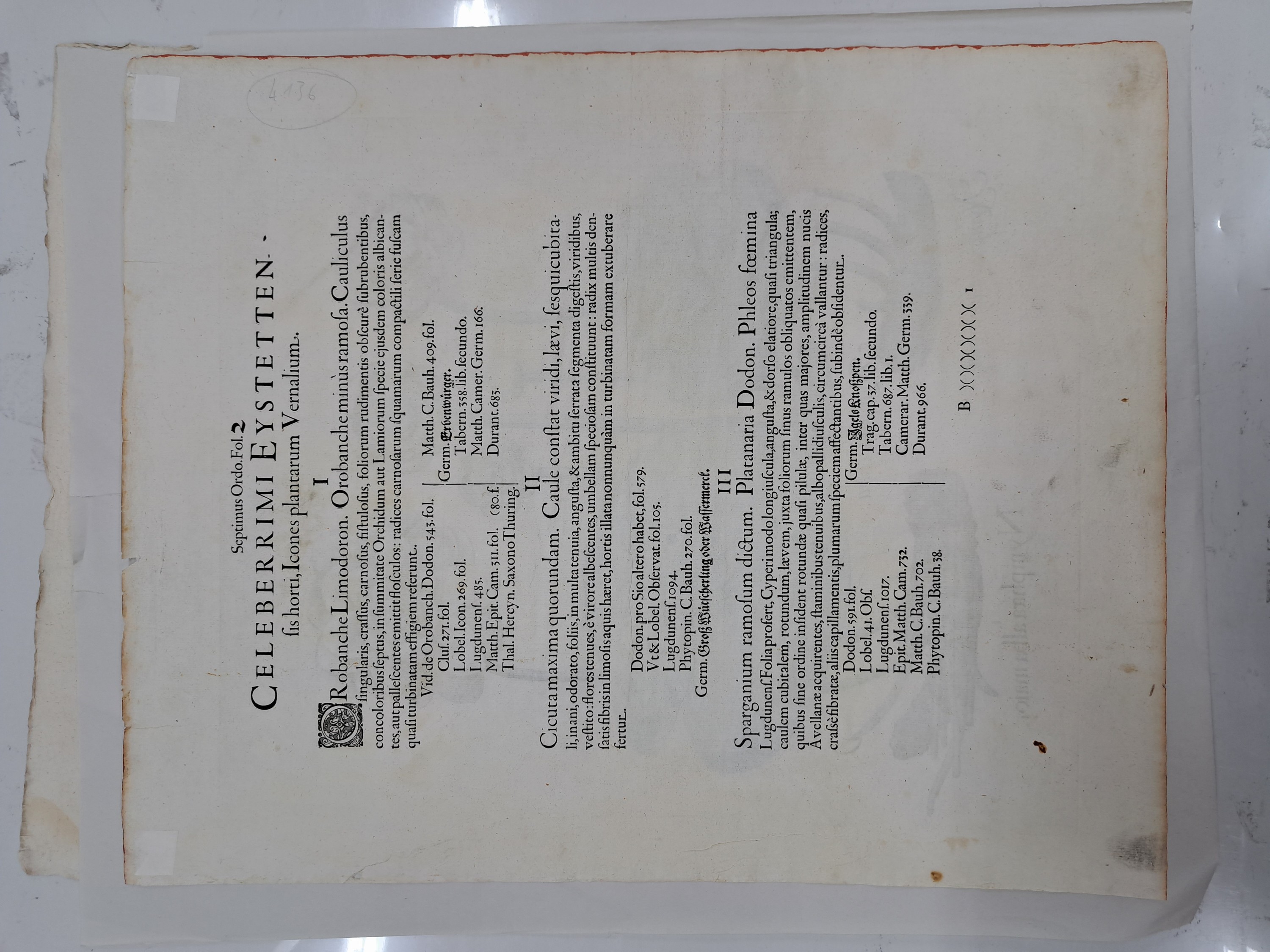 Detail e: 5 Kupferstiche aus Hortus Eystettensis, Basilius Besler, 1561-1629, viola marina repens-alcea syriaca-cotula foetida; lupinus sylvestris ...