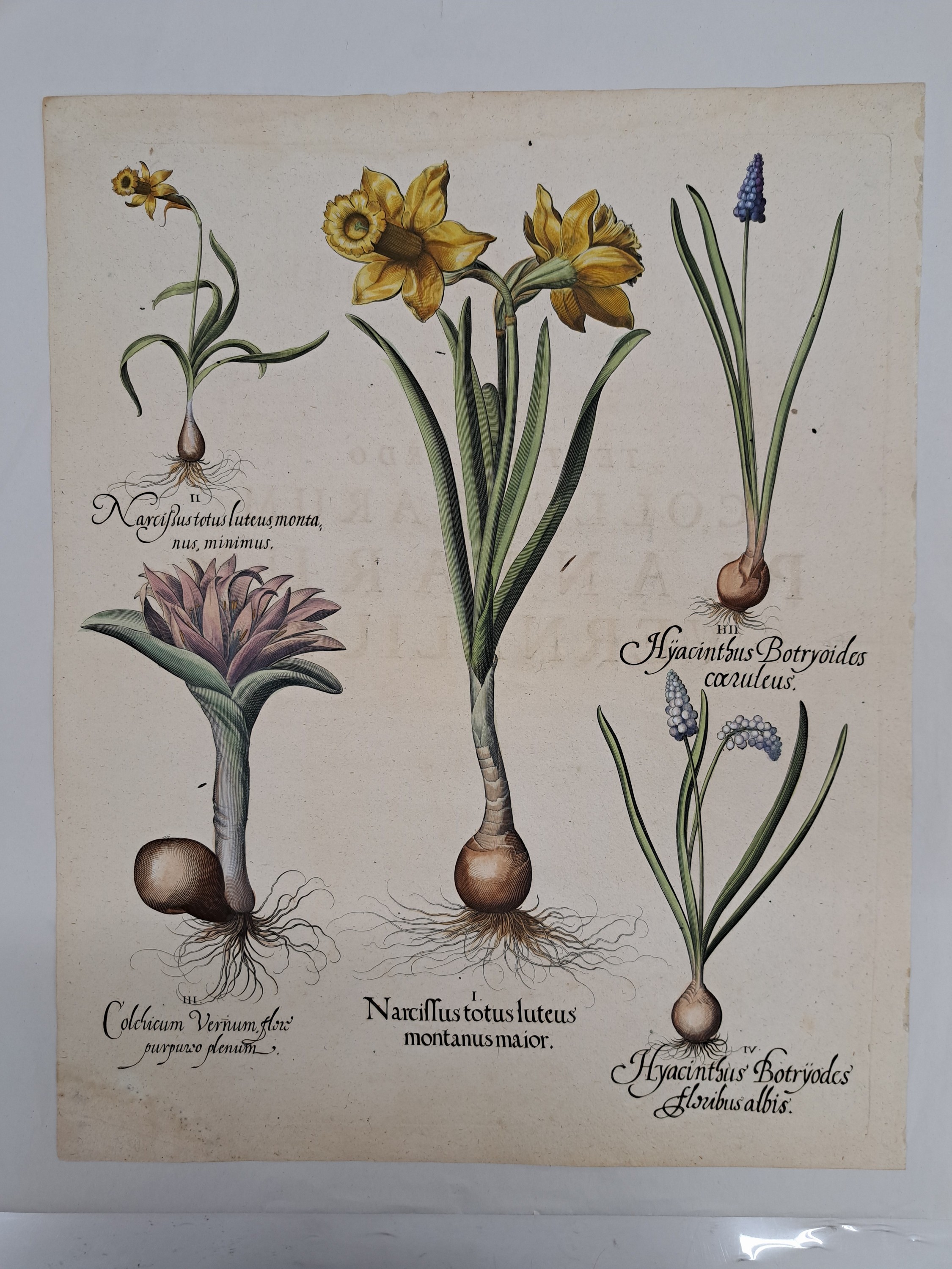 Detail f: 5 Kupferstiche aus Hortus Eystettensis, Basilius Besler, 1561-1629, viola marina repens-alcea syriaca-cotula foetida; lupinus sylvestris ...