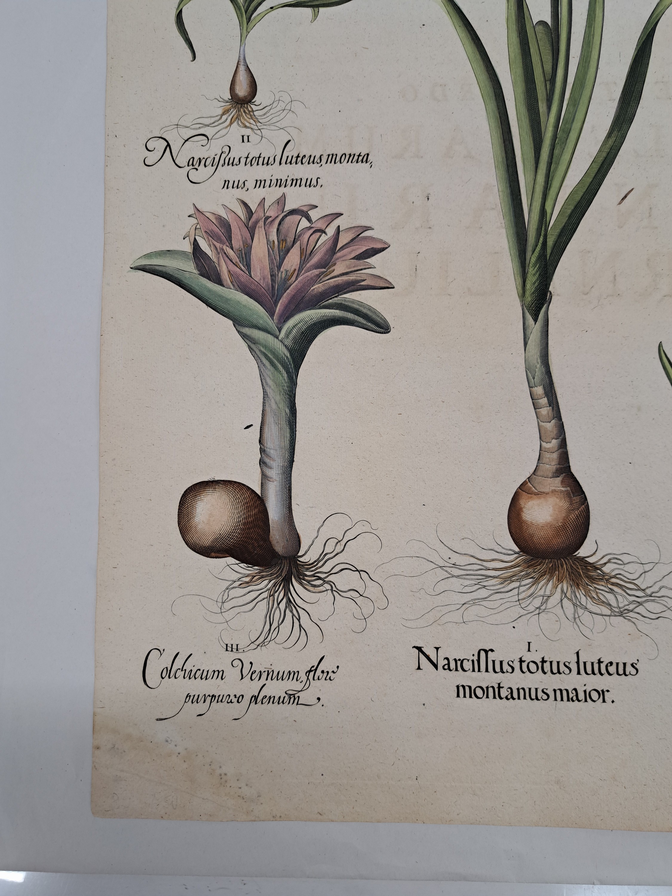Detail g: 5 Kupferstiche aus Hortus Eystettensis, Basilius Besler, 1561-1629, viola marina repens-alcea syriaca-cotula foetida; lupinus sylvestris ...