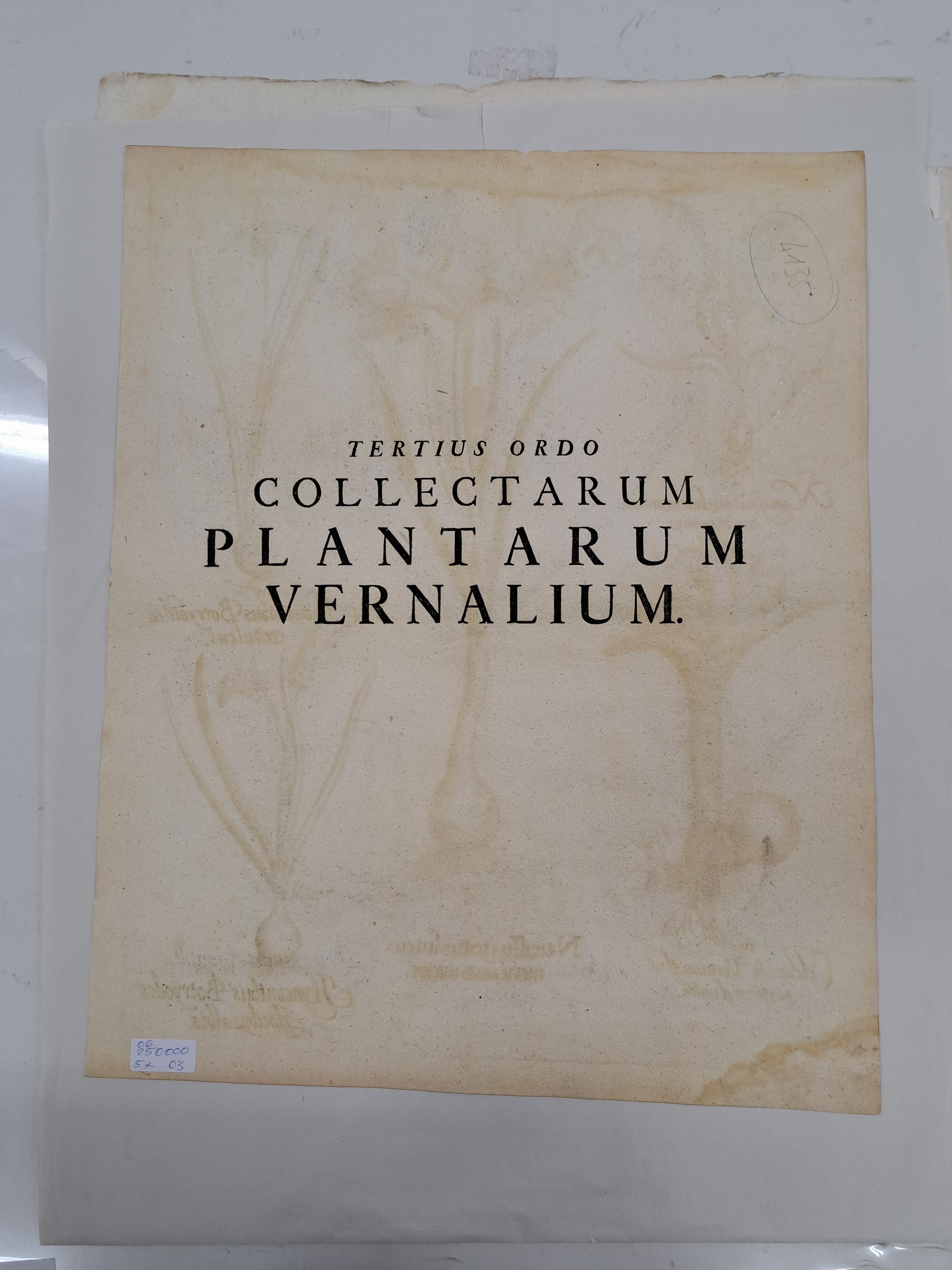 Detail h: 5 Kupferstiche aus Hortus Eystettensis, Basilius Besler, 1561-1629, viola marina repens-alcea syriaca-cotula foetida; lupinus sylvestris ...