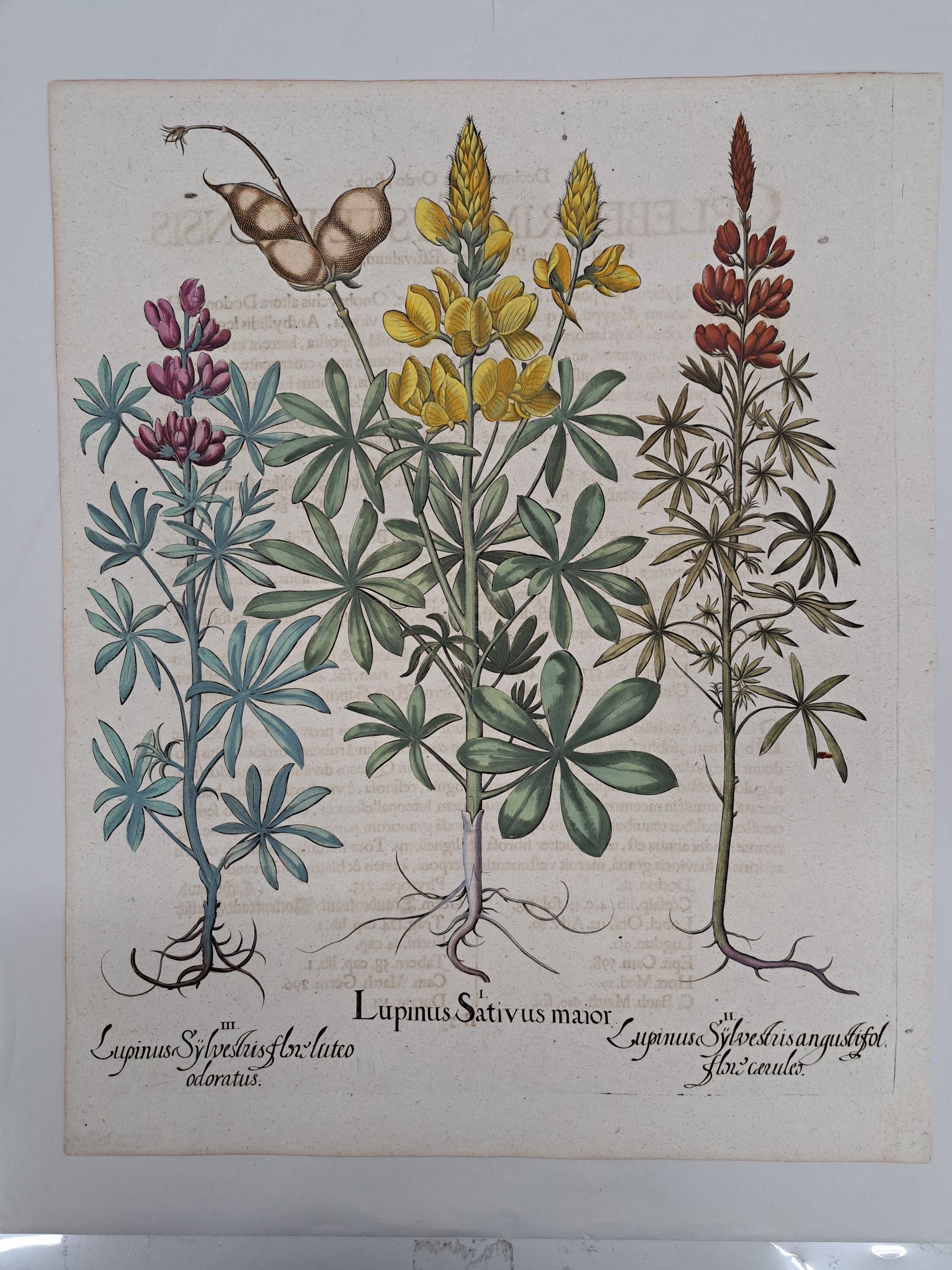 Detail i: 5 Kupferstiche aus Hortus Eystettensis, Basilius Besler, 1561-1629, viola marina repens-alcea syriaca-cotula foetida; lupinus sylvestris ...