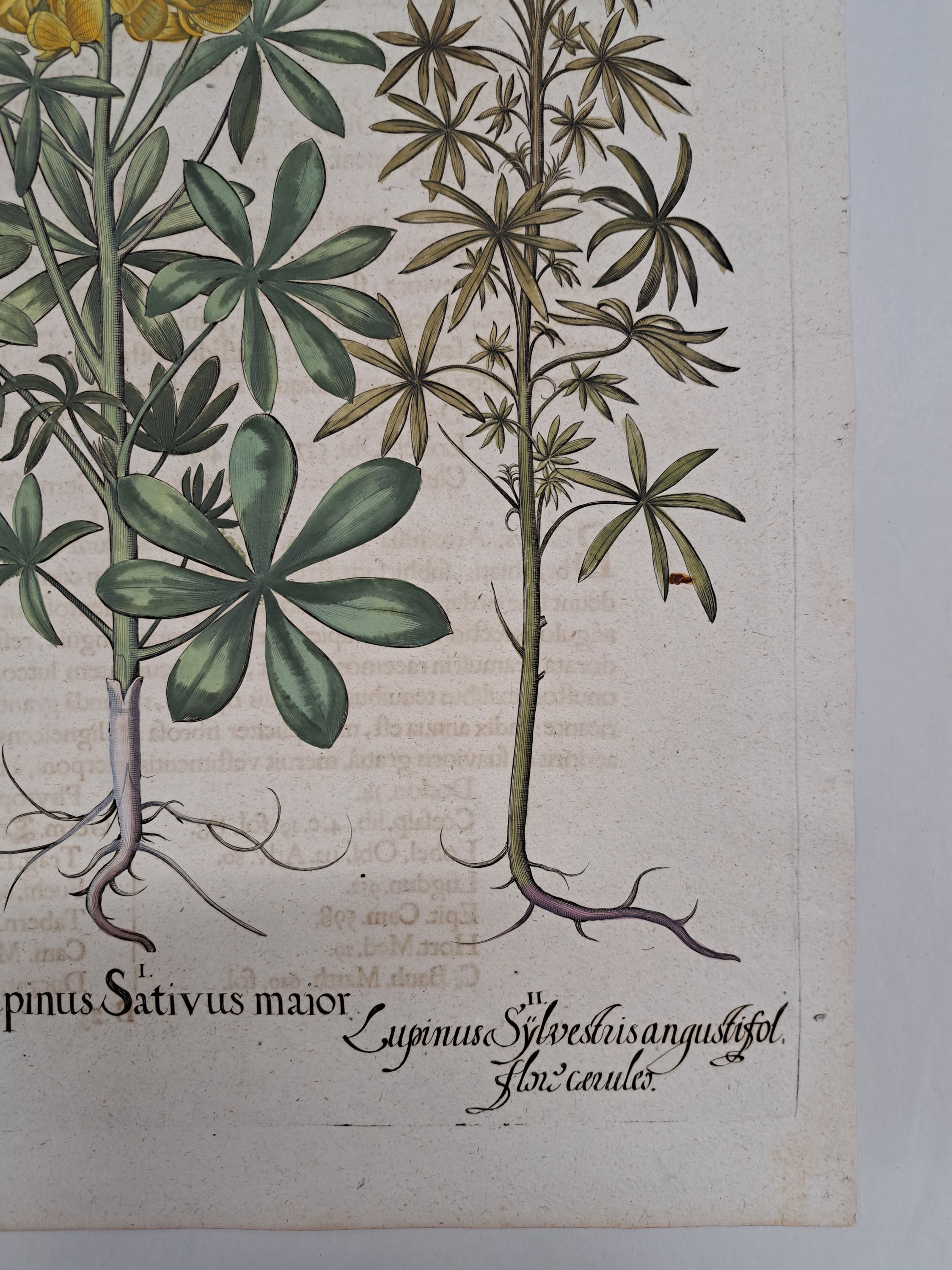 Detail j: 5 Kupferstiche aus Hortus Eystettensis, Basilius Besler, 1561-1629, viola marina repens-alcea syriaca-cotula foetida; lupinus sylvestris ...