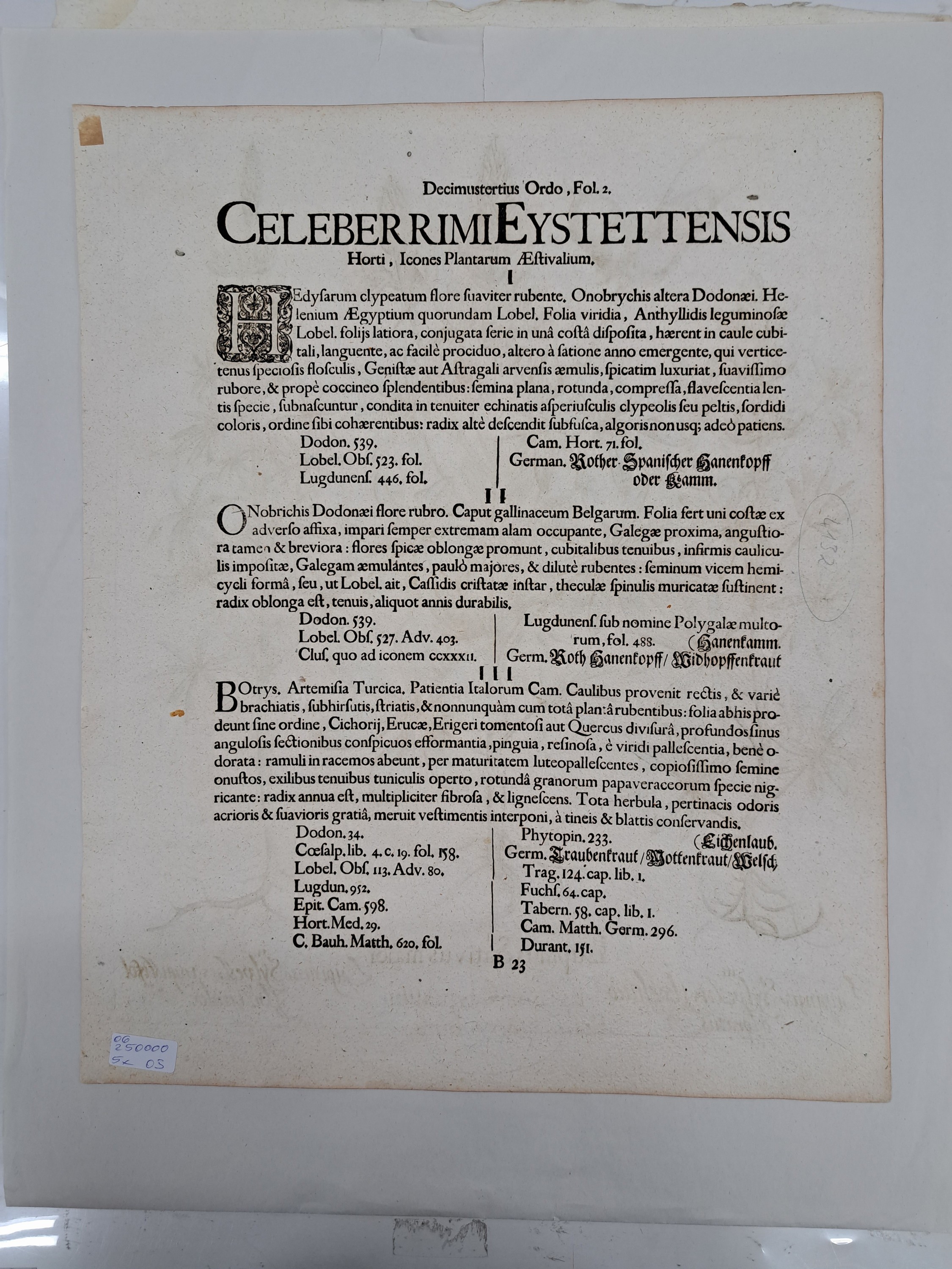 Detail k: 5 Kupferstiche aus Hortus Eystettensis, Basilius Besler, 1561-1629, viola marina repens-alcea syriaca-cotula foetida; lupinus sylvestris ...