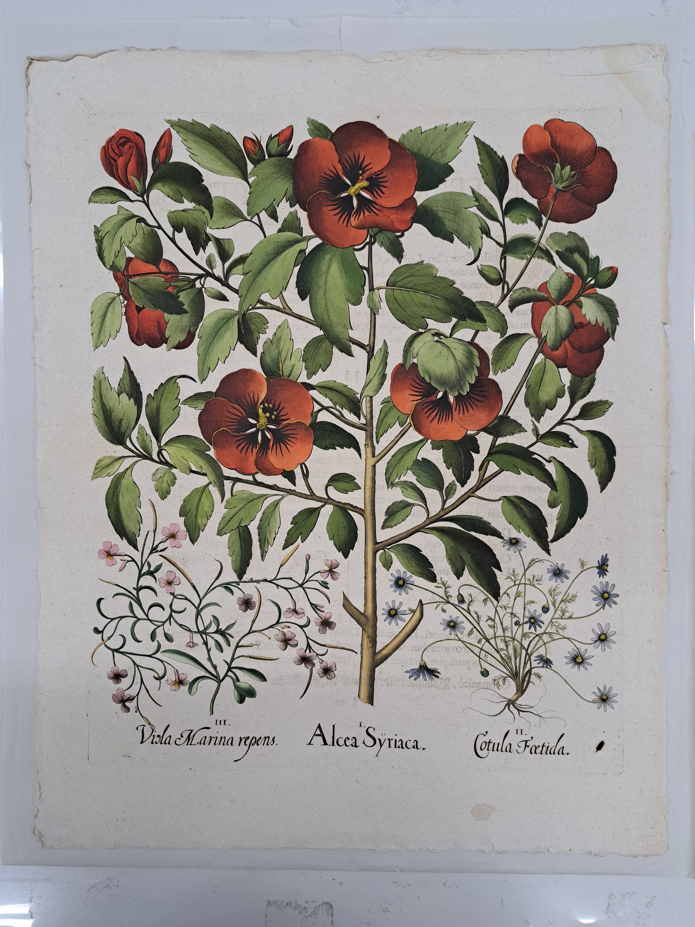 Detail l: 5 Kupferstiche aus Hortus Eystettensis, Basilius Besler, 1561-1629, viola marina repens-alcea syriaca-cotula foetida; lupinus sylvestris ...