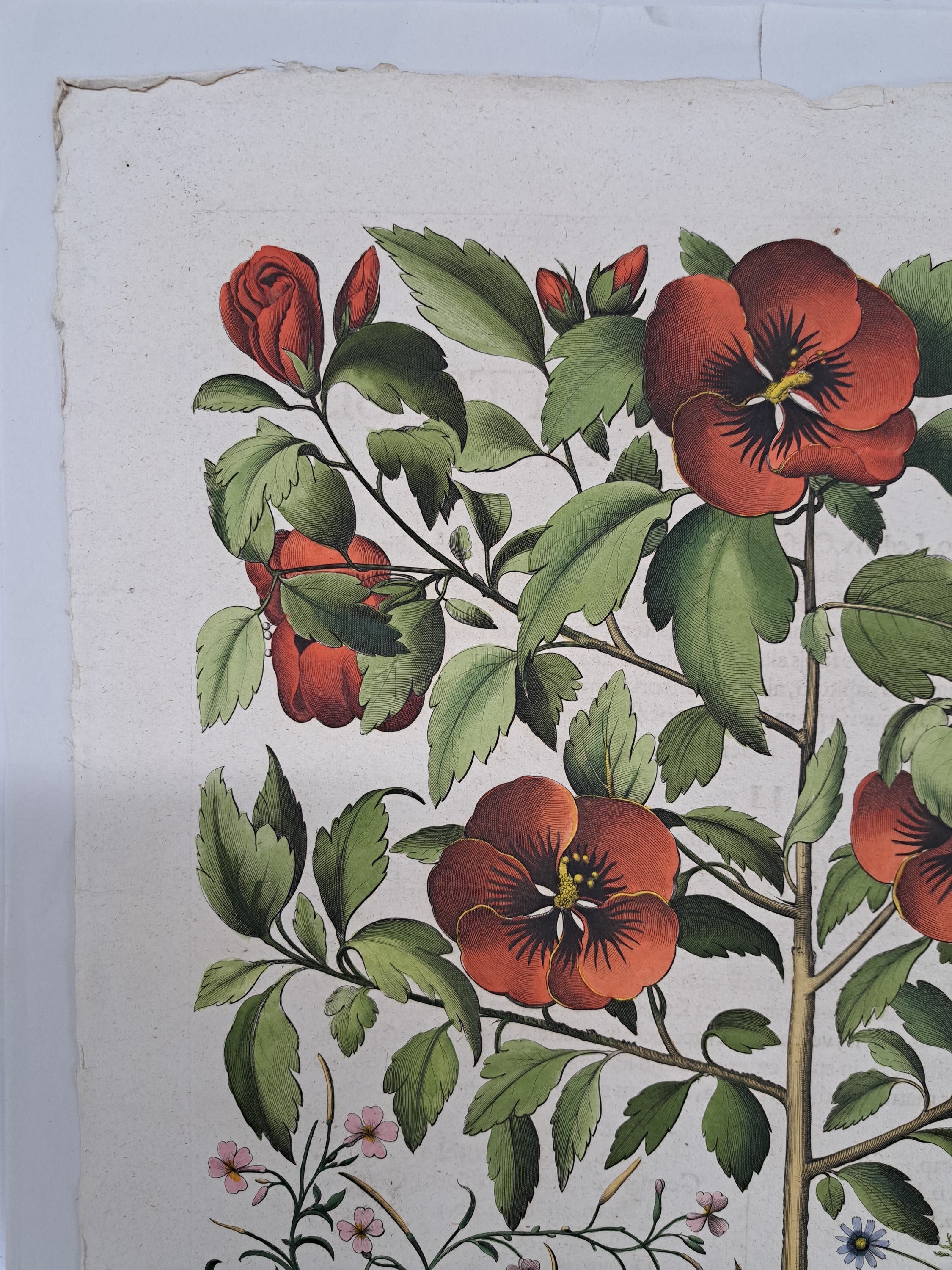 Detail m: 5 Kupferstiche aus Hortus Eystettensis, Basilius Besler, 1561-1629, viola marina repens-alcea syriaca-cotula foetida; lupinus sylvestris ...