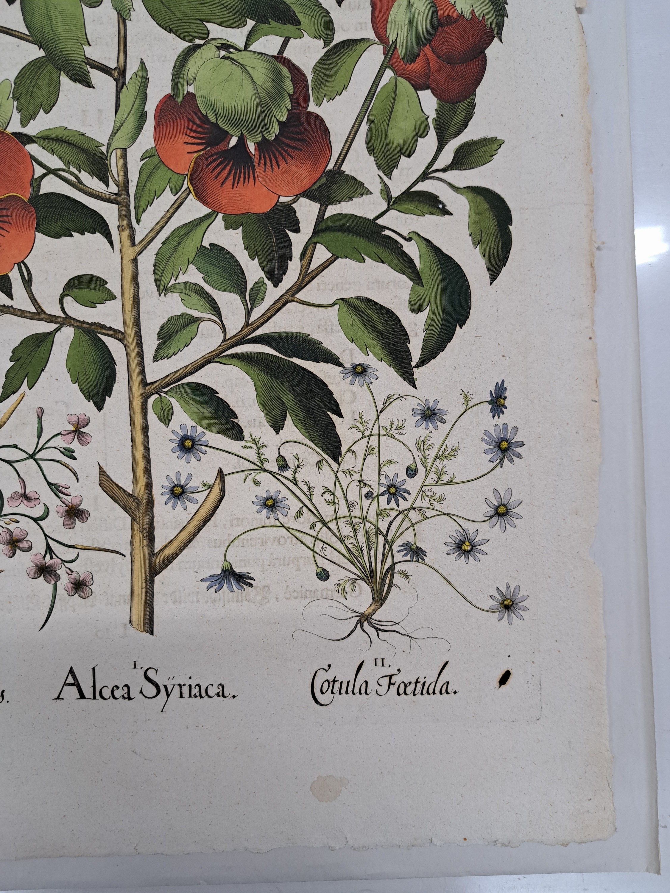 Detail n: 5 Kupferstiche aus Hortus Eystettensis, Basilius Besler, 1561-1629, viola marina repens-alcea syriaca-cotula foetida; lupinus sylvestris ...