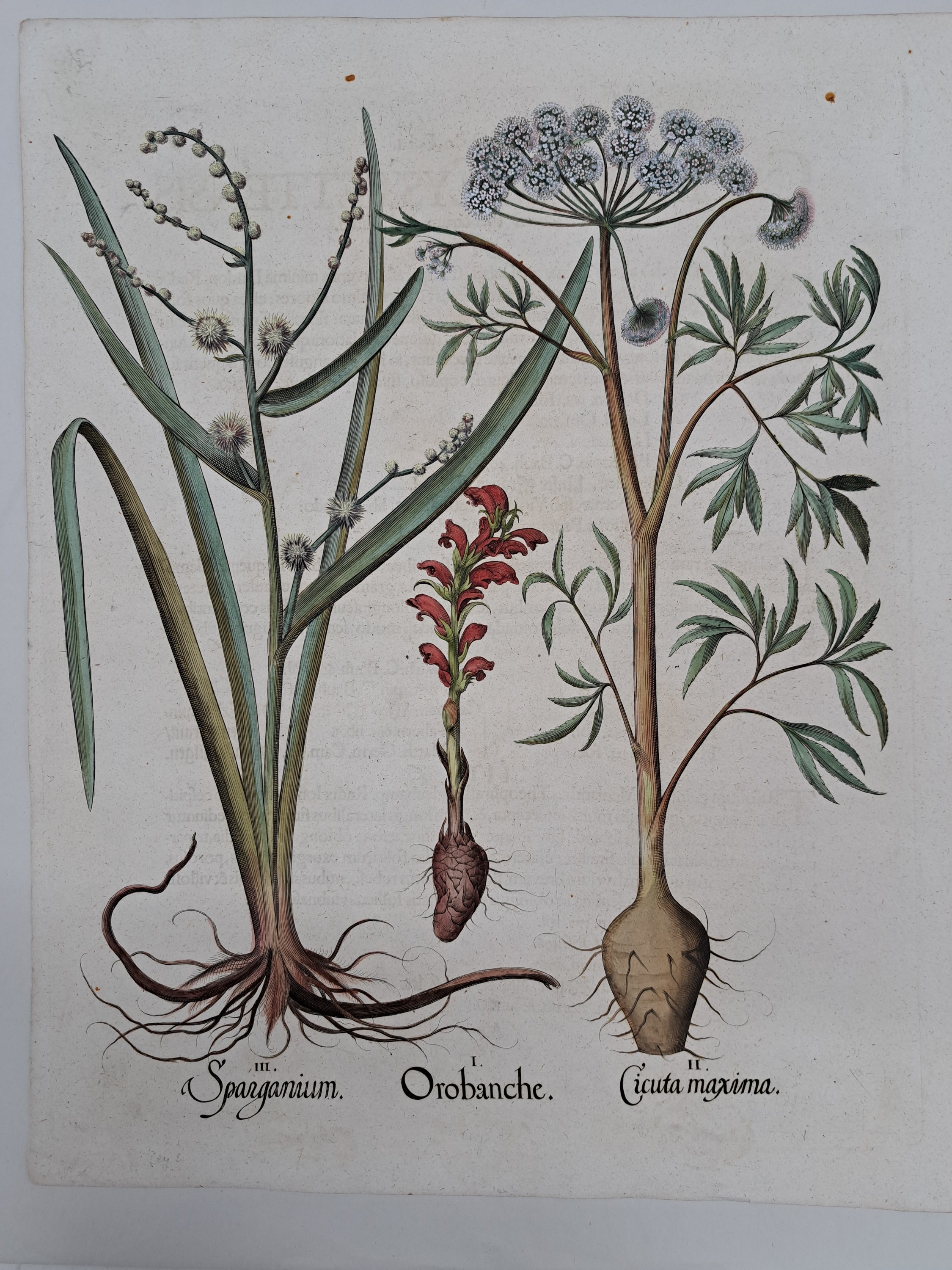Detail o: 5 Kupferstiche aus Hortus Eystettensis, Basilius Besler, 1561-1629, viola marina repens-alcea syriaca-cotula foetida; lupinus sylvestris ...