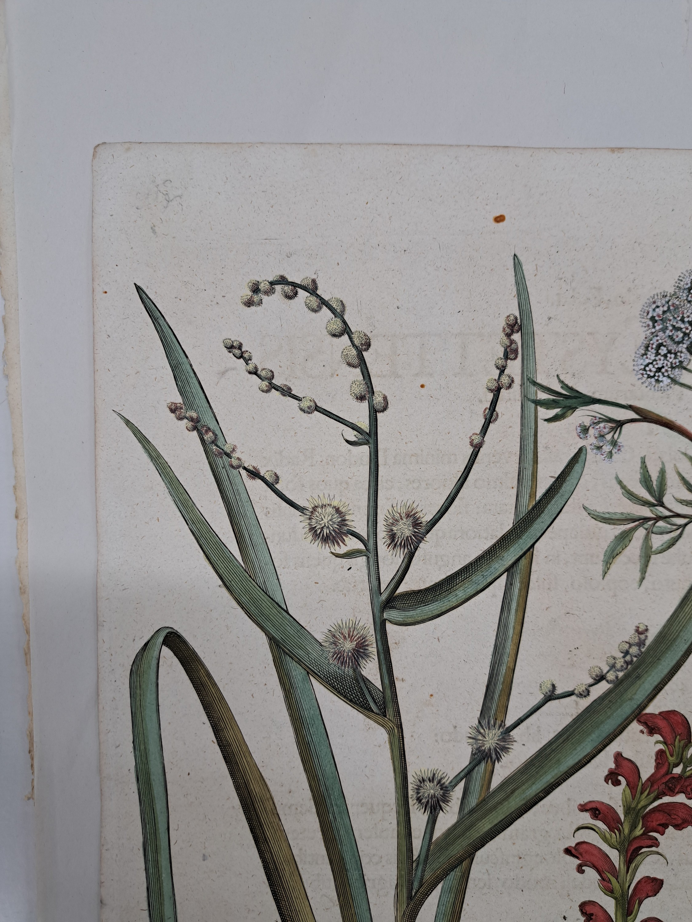 Detail p: 5 Kupferstiche aus Hortus Eystettensis, Basilius Besler, 1561-1629, viola marina repens-alcea syriaca-cotula foetida; lupinus sylvestris ...