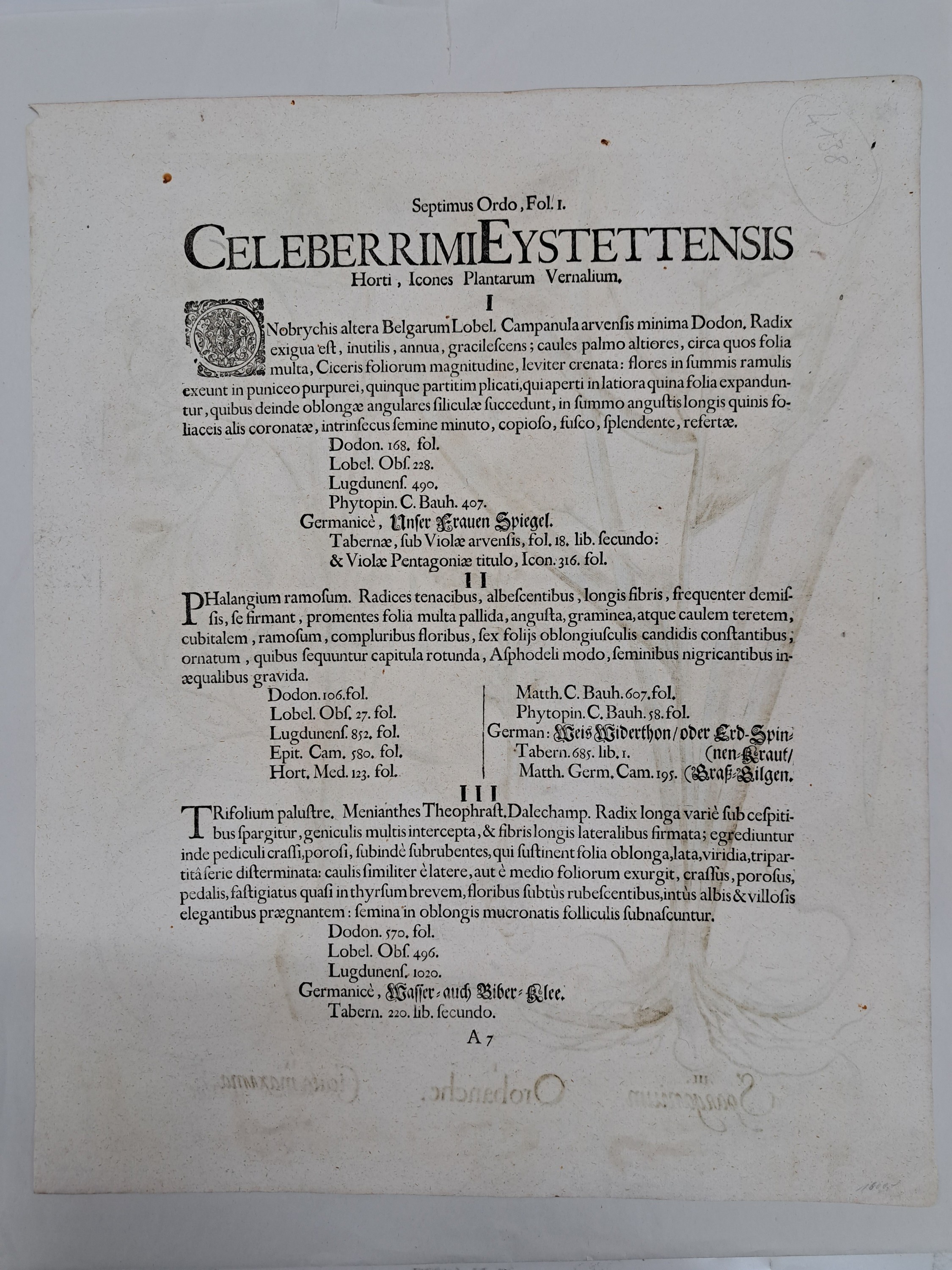 Detail q: 5 Kupferstiche aus Hortus Eystettensis, Basilius Besler, 1561-1629, viola marina repens-alcea syriaca-cotula foetida; lupinus sylvestris ...