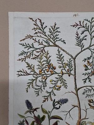26774710b - 4 copper engravings from Hortus Eystettensis, Basilius Besler, 1561-1629, Arbor Uitae- Prunella Officinarum-Chamaeptis Maior; Summitates Piceae-Cerasus flore Pleno-Cerasus racemosa sylvestris; Spartium hispanicum- Cupre nus arbor; Hyacinthus stellatus italicus- hyacinthus comosus bizantinus, ornithogalum medium; Plate size each approx. 48x41cm; sheets partly trimmed, slightly browned
