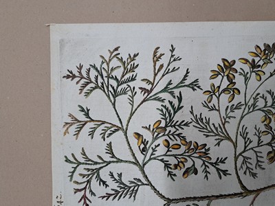 26774710d - 4 copper engravings from Hortus Eystettensis, Basilius Besler, 1561-1629, Arbor Uitae- Prunella Officinarum-Chamaeptis Maior; Summitates Piceae-Cerasus flore Pleno-Cerasus racemosa sylvestris; Spartium hispanicum- Cupre nus arbor; Hyacinthus stellatus italicus- hyacinthus comosus bizantinus, ornithogalum medium; Plate size each approx. 48x41cm; sheets partly trimmed, slightly browned