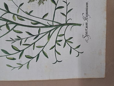 26774710l - 4 copper engravings from Hortus Eystettensis, Basilius Besler, 1561-1629, Arbor Uitae- Prunella Officinarum-Chamaeptis Maior; Summitates Piceae-Cerasus flore Pleno-Cerasus racemosa sylvestris; Spartium hispanicum- Cupre nus arbor; Hyacinthus stellatus italicus- hyacinthus comosus bizantinus, ornithogalum medium; Plate size each approx. 48x41cm; sheets partly trimmed, slightly browned