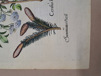 26774710p - 4 copper engravings from Hortus Eystettensis, Basilius Besler, 1561-1629, Arbor Uitae- Prunella Officinarum-Chamaeptis Maior; Summitates Piceae-Cerasus flore Pleno-Cerasus racemosa sylvestris; Spartium hispanicum- Cupre nus arbor; Hyacinthus stellatus italicus- hyacinthus comosus bizantinus, ornithogalum medium; Plate size each approx. 48x41cm; sheets partly trimmed, slightly browned