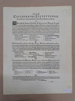 26774710r - 4 Kupferstiche aus Hortus Eystettensis, Basilius Besler, 1561-1629