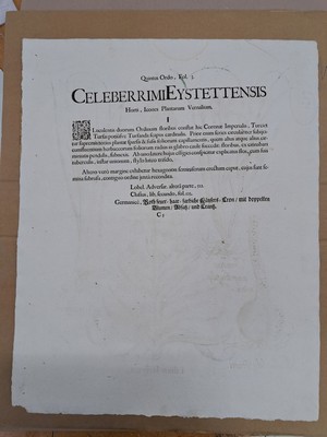 26774711d - 4 Kupferstiche aus Hortus Eystettensis, Basilius Besler, 1561-1629