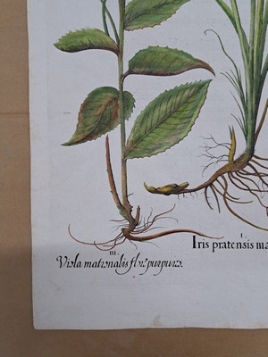 26774711f - 4 copper engravings from Hortus Eystettensis, Basilius Besler, 1561-1629, Camaeiris angustis solis-bulbus lily persici-lilium persicum- Iri s tuberosa; denscanes flore rubrodenscanis flo ri albo-primula veris silvestris pallido- squam ata feu dentaria maior-pulmonaria maculosa; ro sa eglenteria-rosa milesia rubra -rsa sylvest ris flore rubro-rosa sylvestris odorata incarn ato flore; viola matonalis-iris pratensis maio r- viola matonalis flora albo; Plate size eac h approx. 48x41cm; sheets partly trimmed, slightly browned