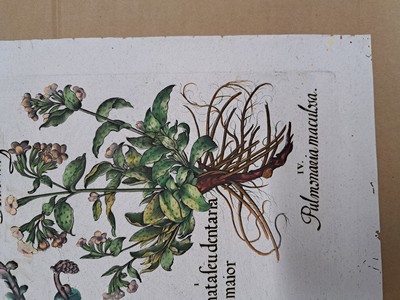 26774711k - 4 copper engravings from Hortus Eystettensis, Basilius Besler, 1561-1629, Camaeiris angustis solis-bulbus lily persici-lilium persicum- Iri s tuberosa; denscanes flore rubrodenscanis flo ri albo-primula veris silvestris pallido- squam ata feu dentaria maior-pulmonaria maculosa; ro sa eglenteria-rosa milesia rubra -rsa sylvest ris flore rubro-rosa sylvestris odorata incarn ato flore; viola matonalis-iris pratensis maio r- viola matonalis flora albo; Plate size eac h approx. 48x41cm; sheets partly trimmed, slightly browned
