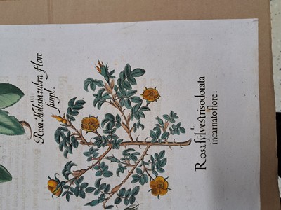 26774711o - 4 copper engravings from Hortus Eystettensis, Basilius Besler, 1561-1629, Camaeiris angustis solis-bulbus lily persici-lilium persicum- Iri s tuberosa; denscanes flore rubrodenscanis flo ri albo-primula veris silvestris pallido- squam ata feu dentaria maior-pulmonaria maculosa; ro sa eglenteria-rosa milesia rubra -rsa sylvest ris flore rubro-rosa sylvestris odorata incarn ato flore; viola matonalis-iris pratensis maio r- viola matonalis flora albo; Plate size eac h approx. 48x41cm; sheets partly trimmed, slightly browned