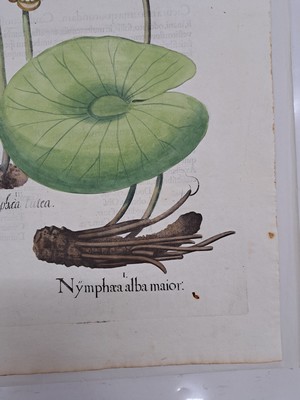 26774712d - 5 copper engravings from Hortus Eystettensis, Basilius Besler, 1561-1629, viola marina repens-alcea syriaca-cotula foetida; lupinus sylvestris adoratus-lupinus sativus maior- lupinus sylvestris angusti; nacissus totus luteus montanus-colchicum vernum-narcissus totus luteus montanus maior-hyacinthus botryodes; sparganium-orobanche-cicuta maxima; nymphea alba mino-nymphea lutea-nymphea alba maior; Plate size each approx. 48x41cm; sheets partly trimmed, slightly browned