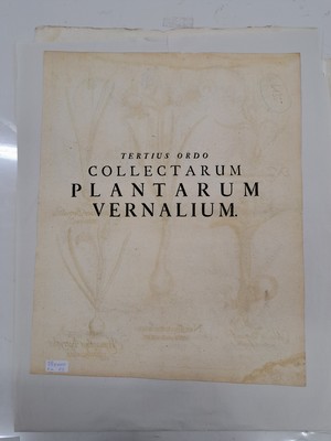 26774712h - 5 Kupferstiche aus Hortus Eystettensis, Basilius Besler, 1561-1629