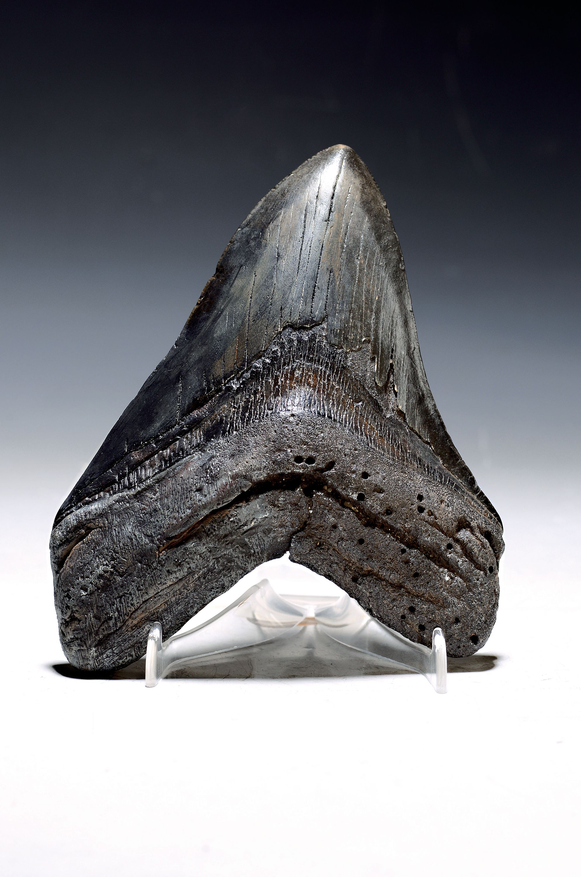 Großer u. schwerer Megalodon-Zahn, Küste Süd- Carolina Florida, 2-24 Mio. J. alt, Carcharocles megalodon, einer der größten u. schwersten jemals ...