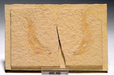 Image 26780611 - Osteichthyes, Fisch Positiv- und Negativ-Platte, Solnhofen, Jura, ca. 200 Mio. J. alt
