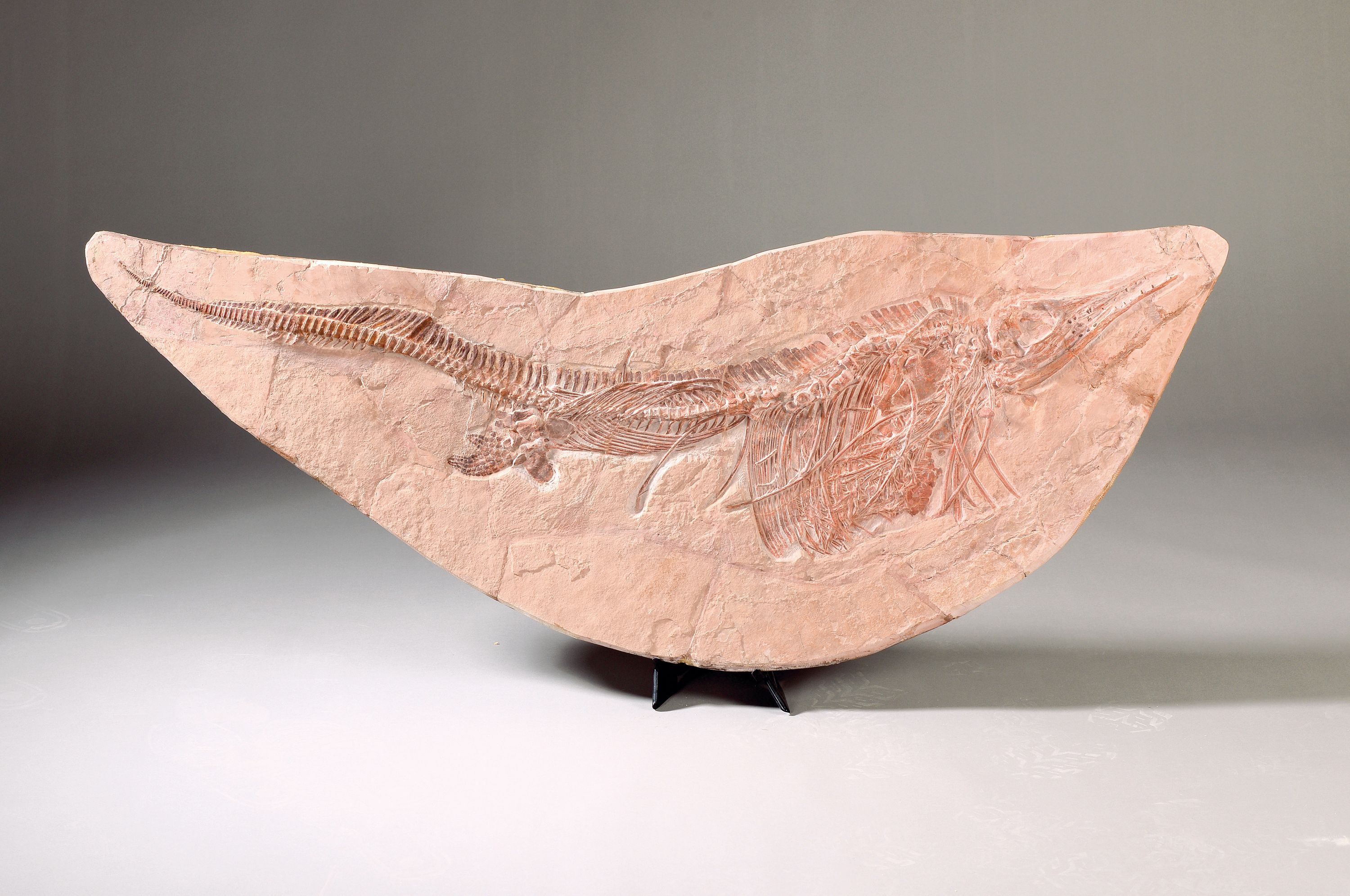 Großer Mixosaurus "vermischte Echse", Timor, China, 240 Mio. J. alt, eine Art Ichthyosaurier u. Übergangsform zwischen primitiven Arten ...