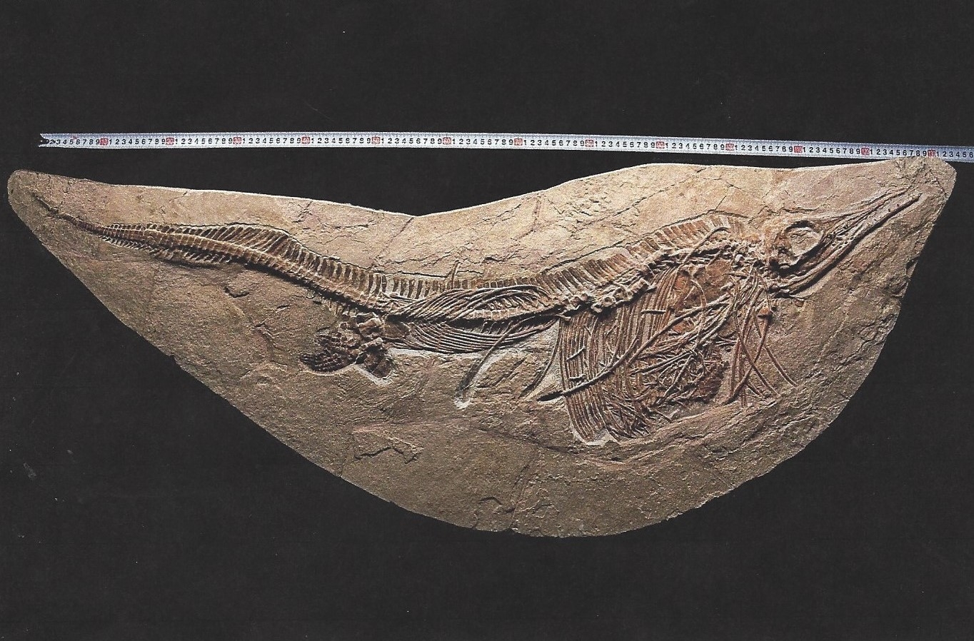 Detail a: Großer Mixosaurus "vermischte Echse", Timor, China, 240 Mio. J. alt, eine Art Ichthyosaurier u. Übergangsform zwischen primitiven Arten ...
