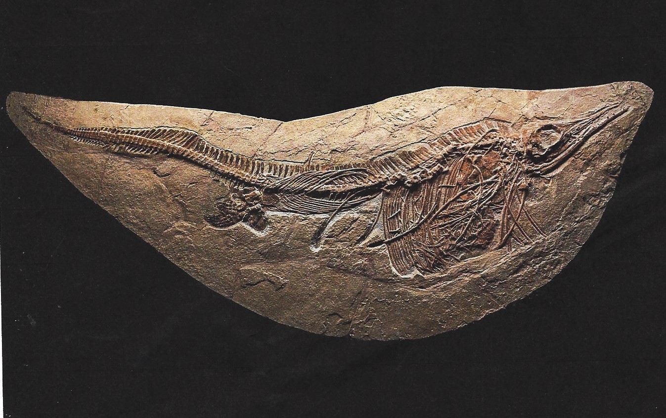 Detail b: Großer Mixosaurus "vermischte Echse", Timor, China, 240 Mio. J. alt, eine Art Ichthyosaurier u. Übergangsform zwischen primitiven Arten ...