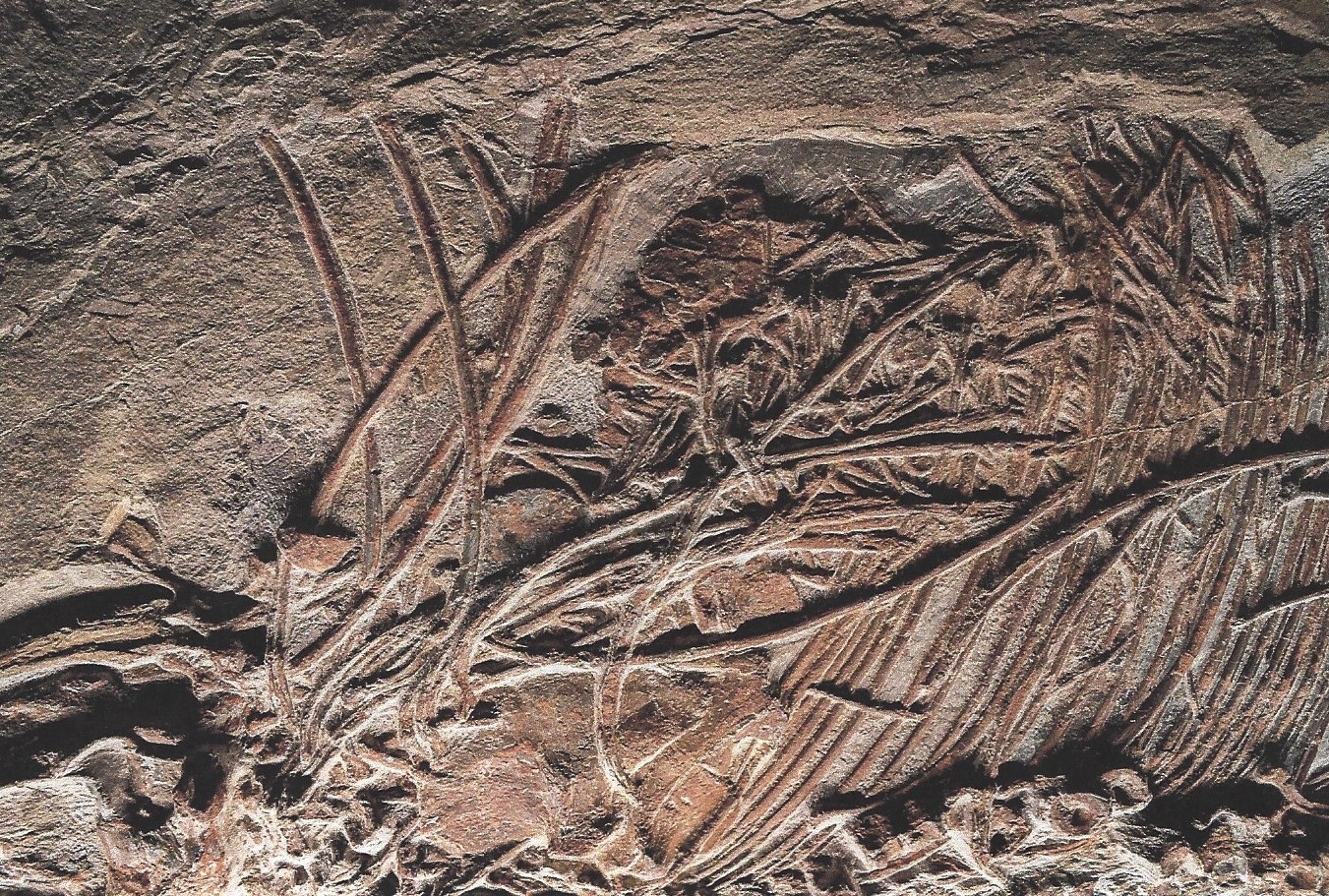 Detail c: Großer Mixosaurus "vermischte Echse", Timor, China, 240 Mio. J. alt, eine Art Ichthyosaurier u. Übergangsform zwischen primitiven Arten ...