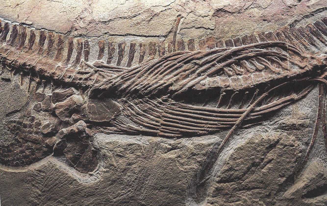 Detail d: Großer Mixosaurus "vermischte Echse", Timor, China, 240 Mio. J. alt, eine Art Ichthyosaurier u. Übergangsform zwischen primitiven Arten ...