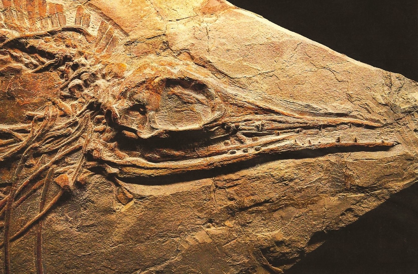 Detail e: Großer Mixosaurus "vermischte Echse", Timor, China, 240 Mio. J. alt, eine Art Ichthyosaurier u. Übergangsform zwischen primitiven Arten ...