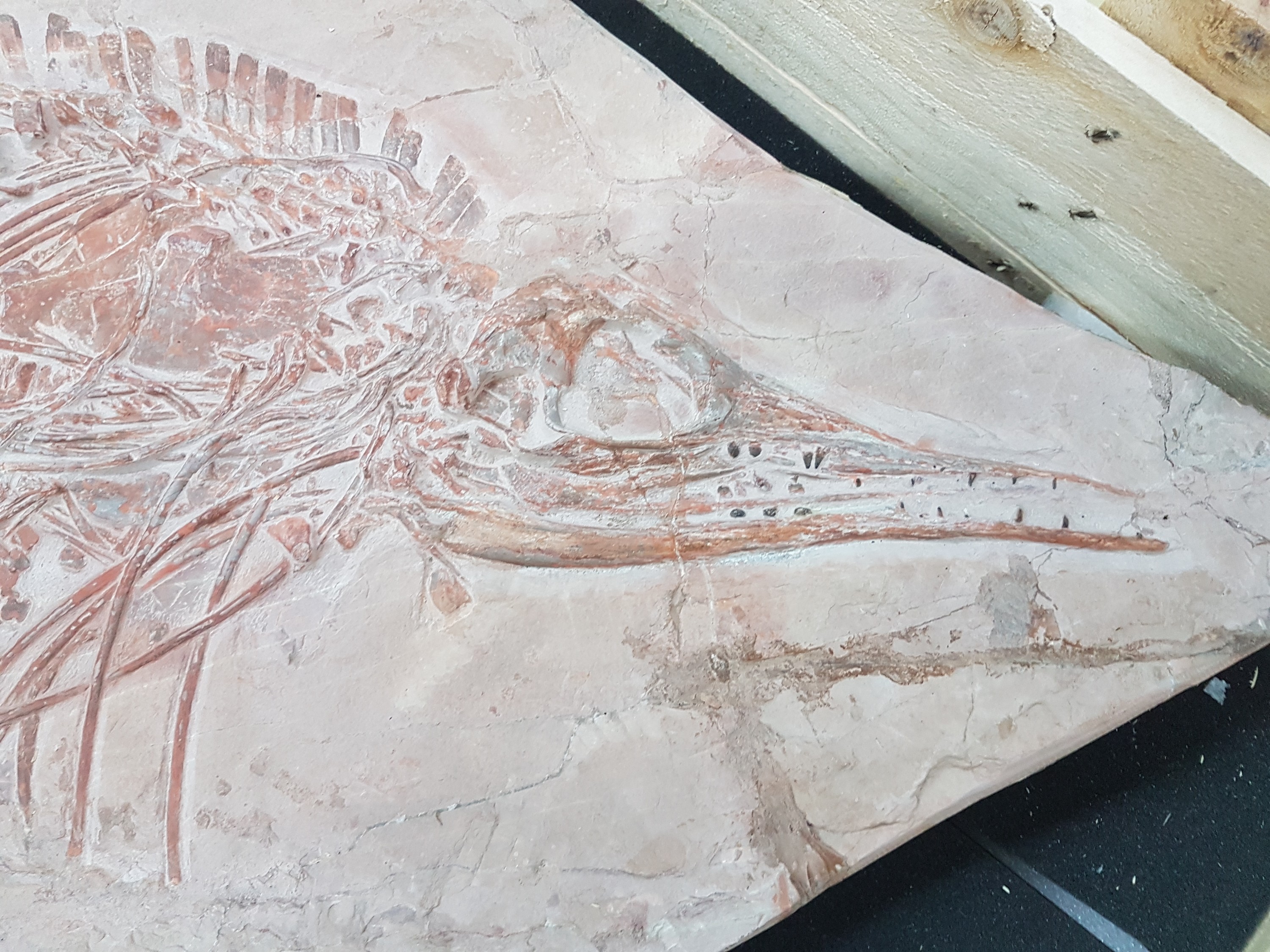 Detail g: Großer Mixosaurus "vermischte Echse", Timor, China, 240 Mio. J. alt, eine Art Ichthyosaurier u. Übergangsform zwischen primitiven Arten ...